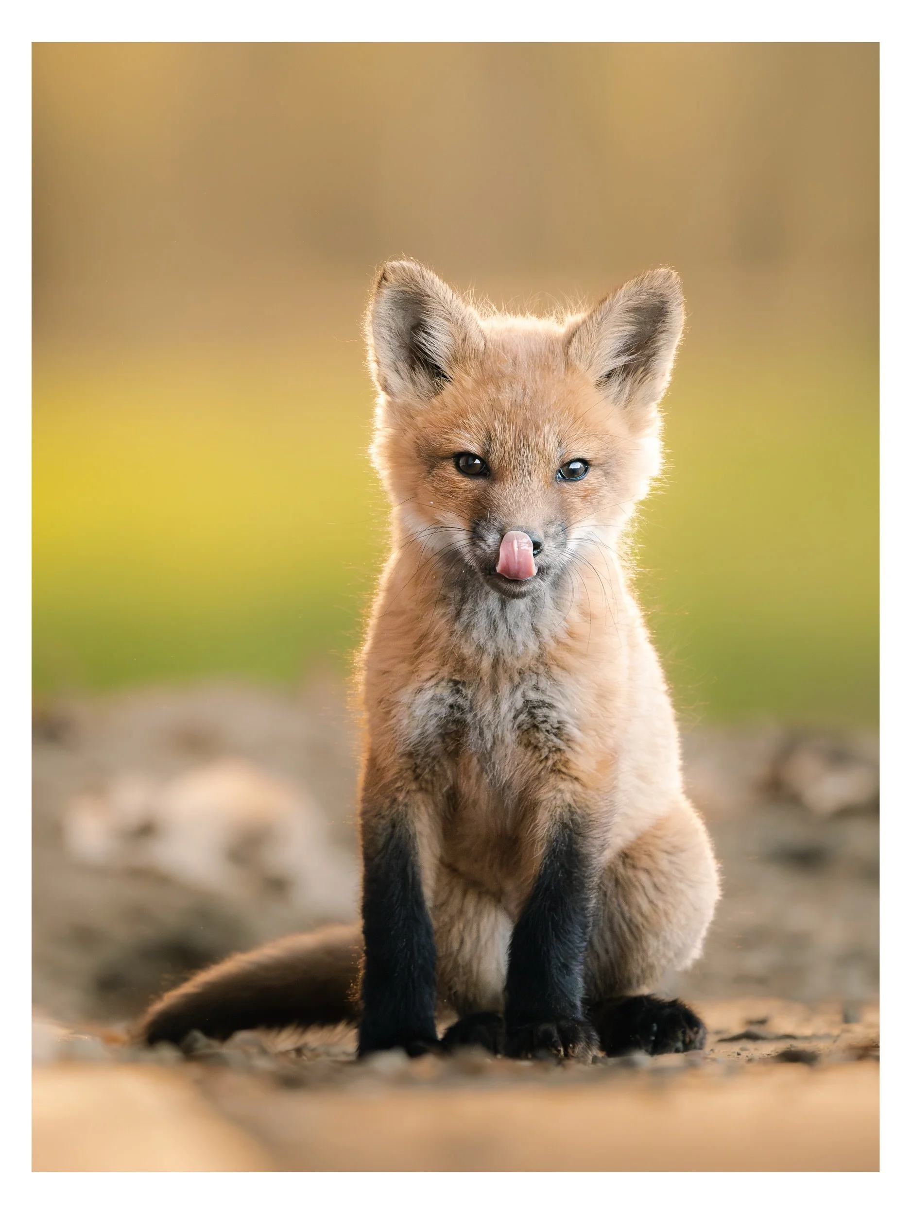 Les petits renardeaux grandissent et sont de plus en plus ind&eacute;pendants✨🦊

📍 Montr&eacute;al, mai 2026