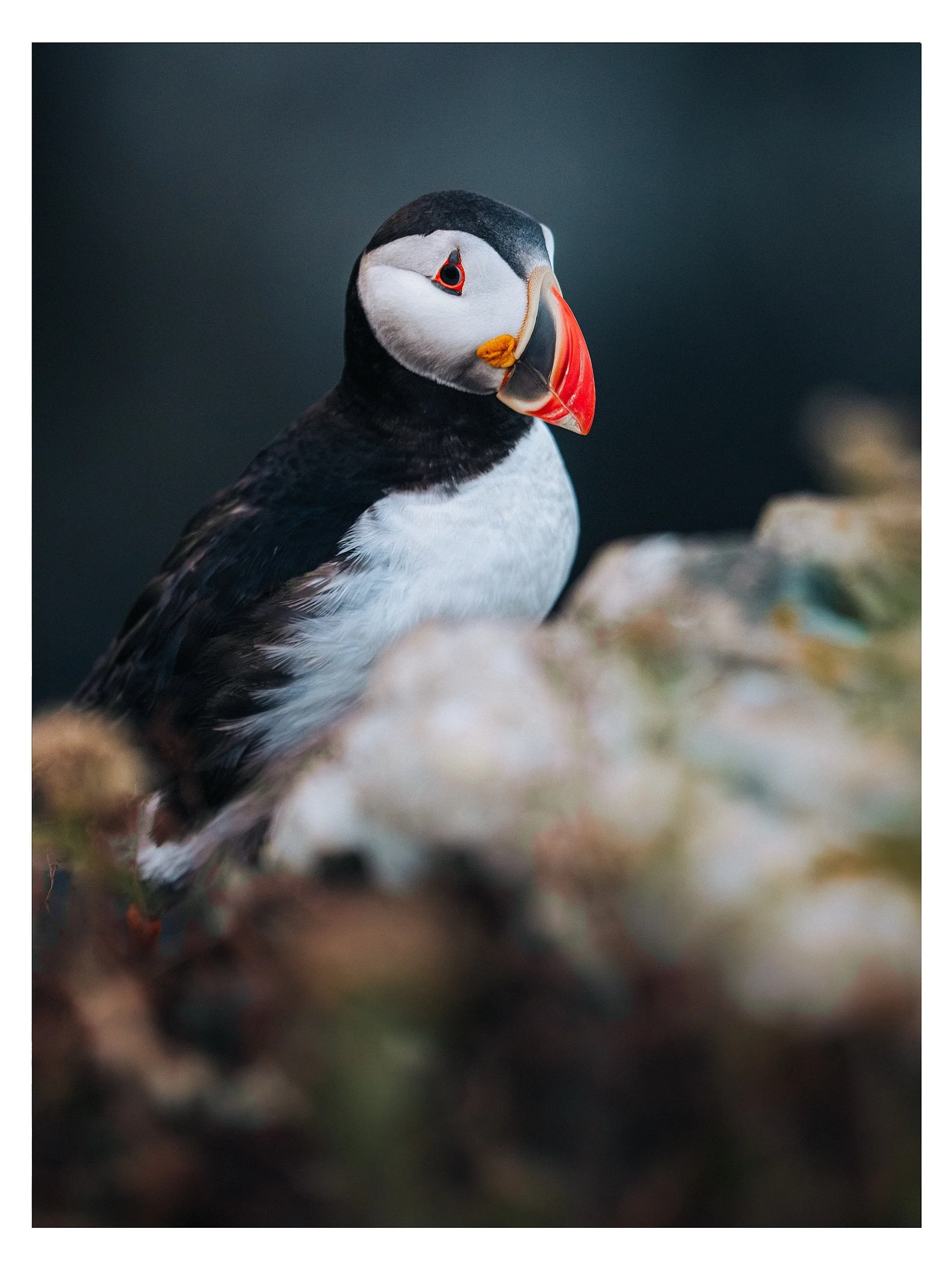 Fratercula arctica, ou perroquet de mer 🐧

📍 Terre-Neuve, juillet 2024 
📸 Fujifilm X-H2S + Fujinon 500mm