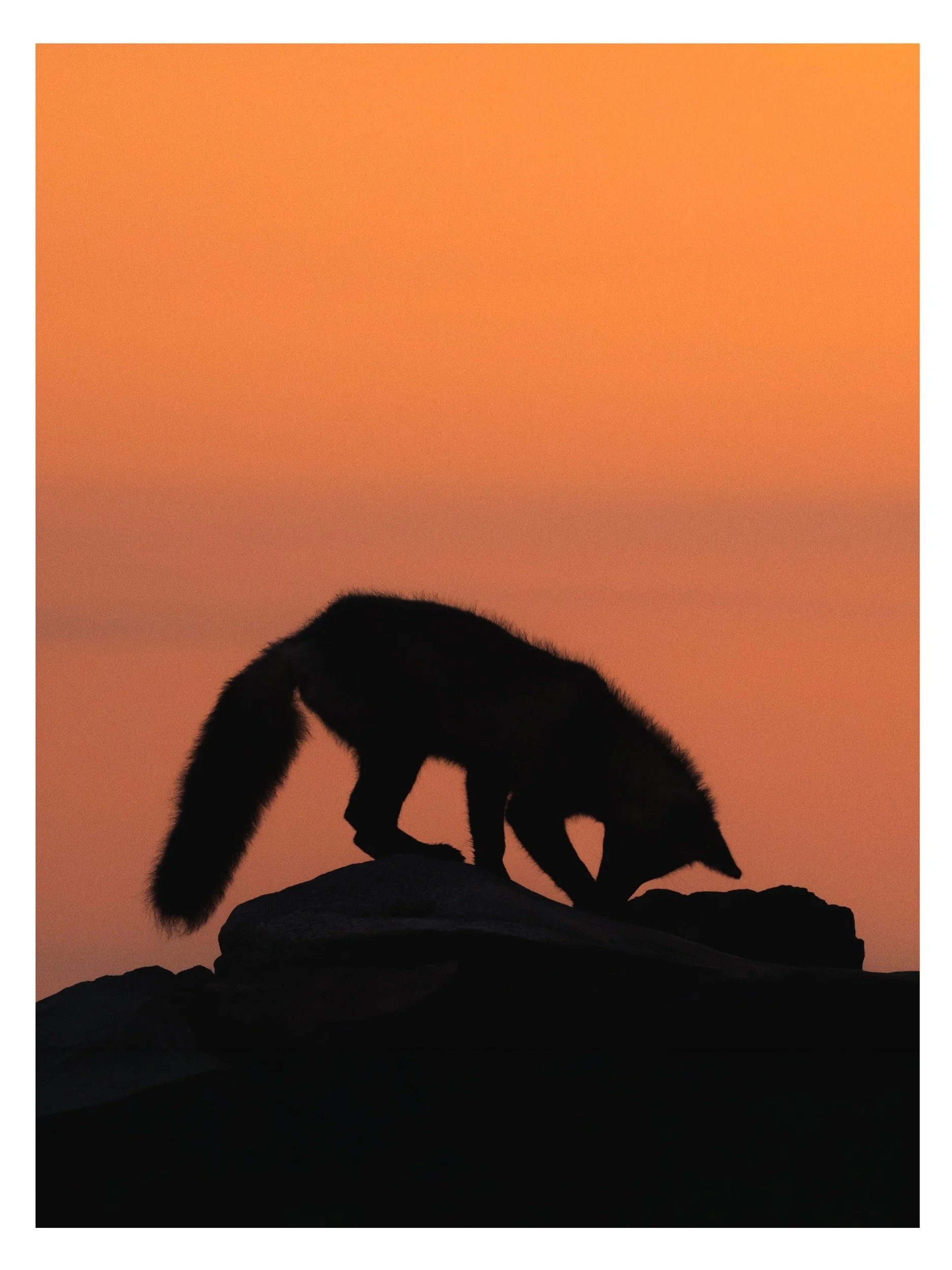 Crazy how a scene can look totaly different depending on your position towards the sun. 👀 Swipe to see who&rsquo;s hiding behind that shadow 🦊➡️

📍Newfoundland, July 2024