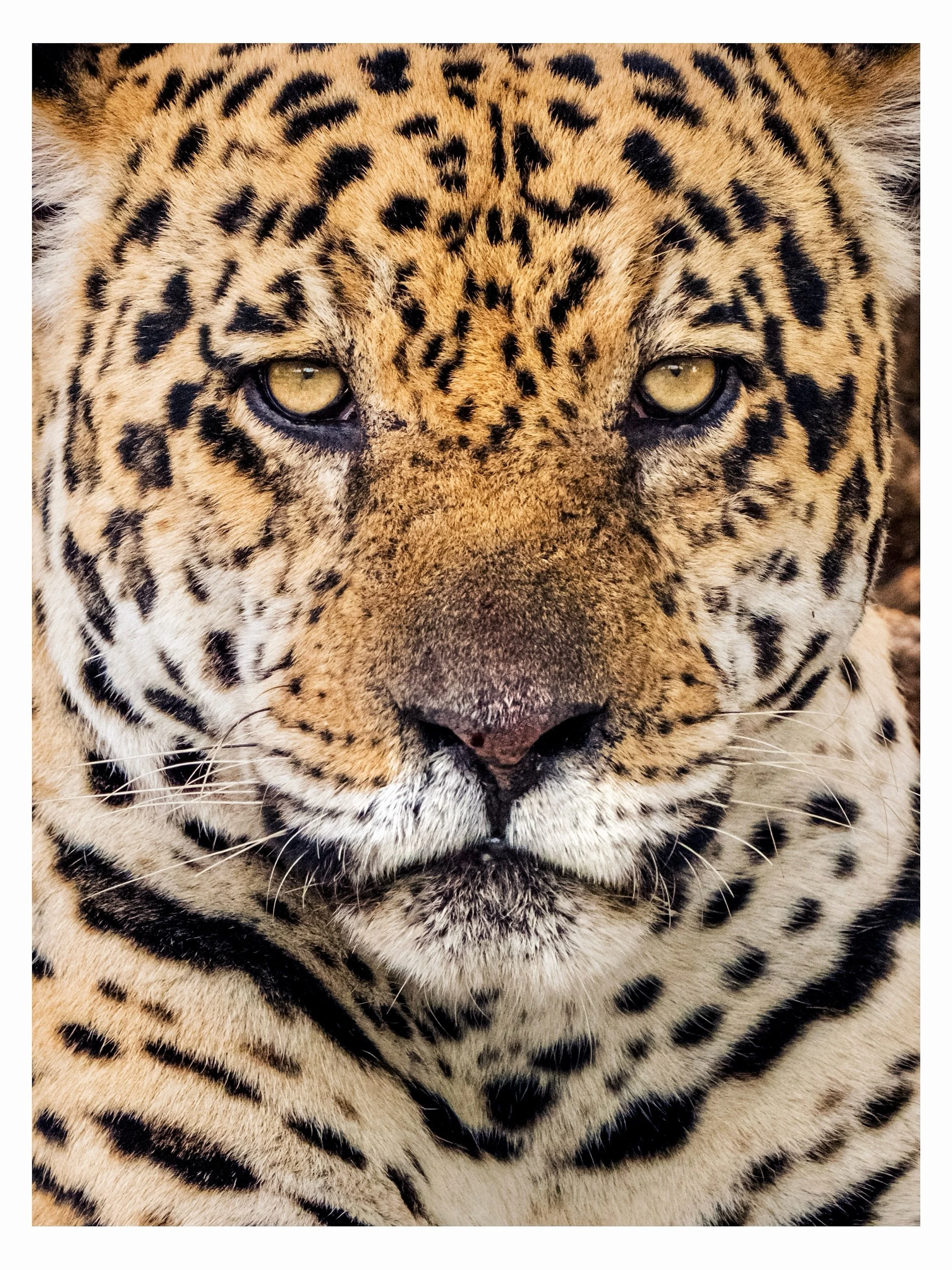 Souvenir du Pantanal et de cette rencontre avec un Jaguar qui se la coulait douce sur le bord de la rive.