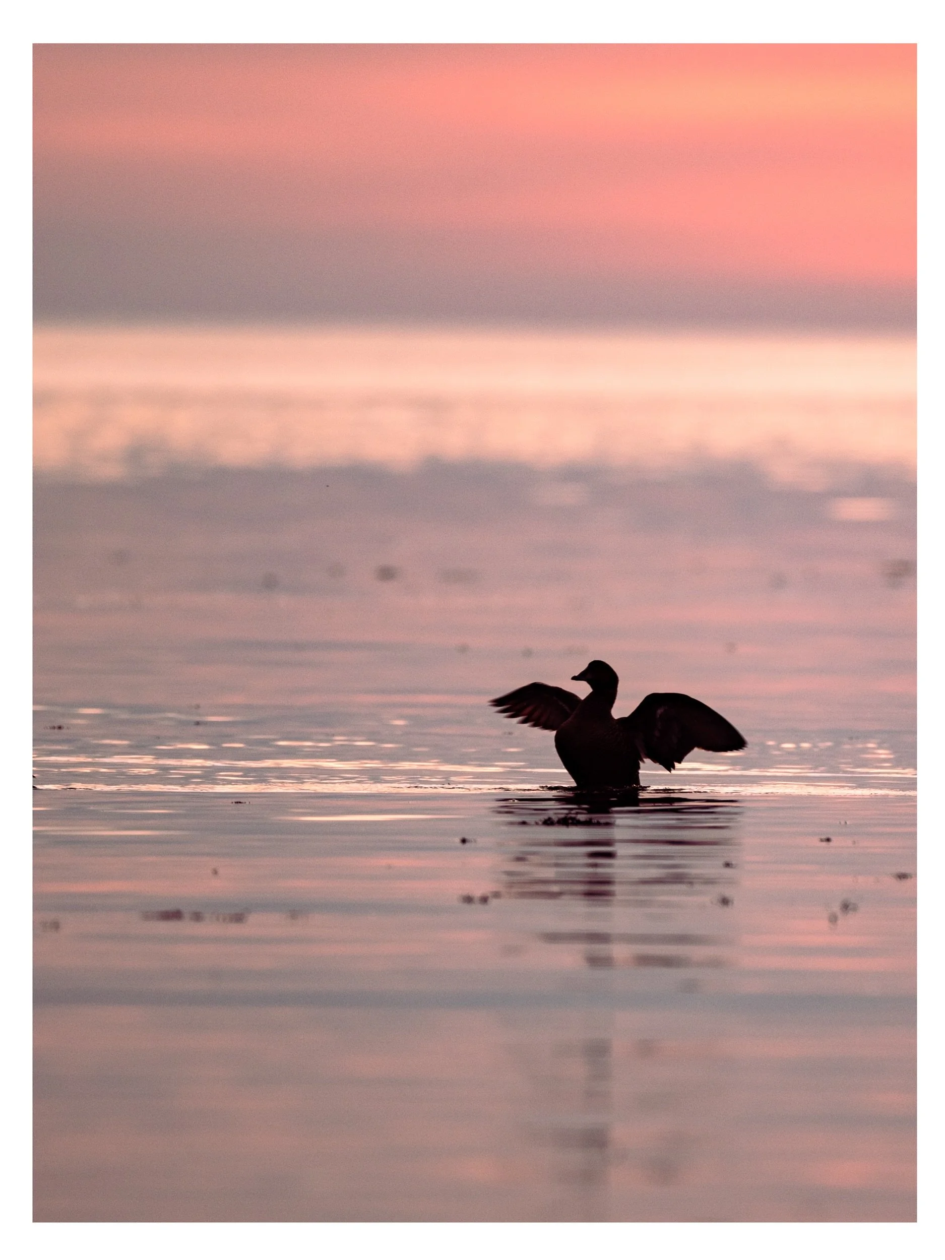 I absolutely love to shoot backlit, when the sky is on fire. 

When the light comes from behind, it simplifies a scene in the best possible way. The focus shift from details to shapes. Only the silhouette and atmosphere matters.

Who else love to sho