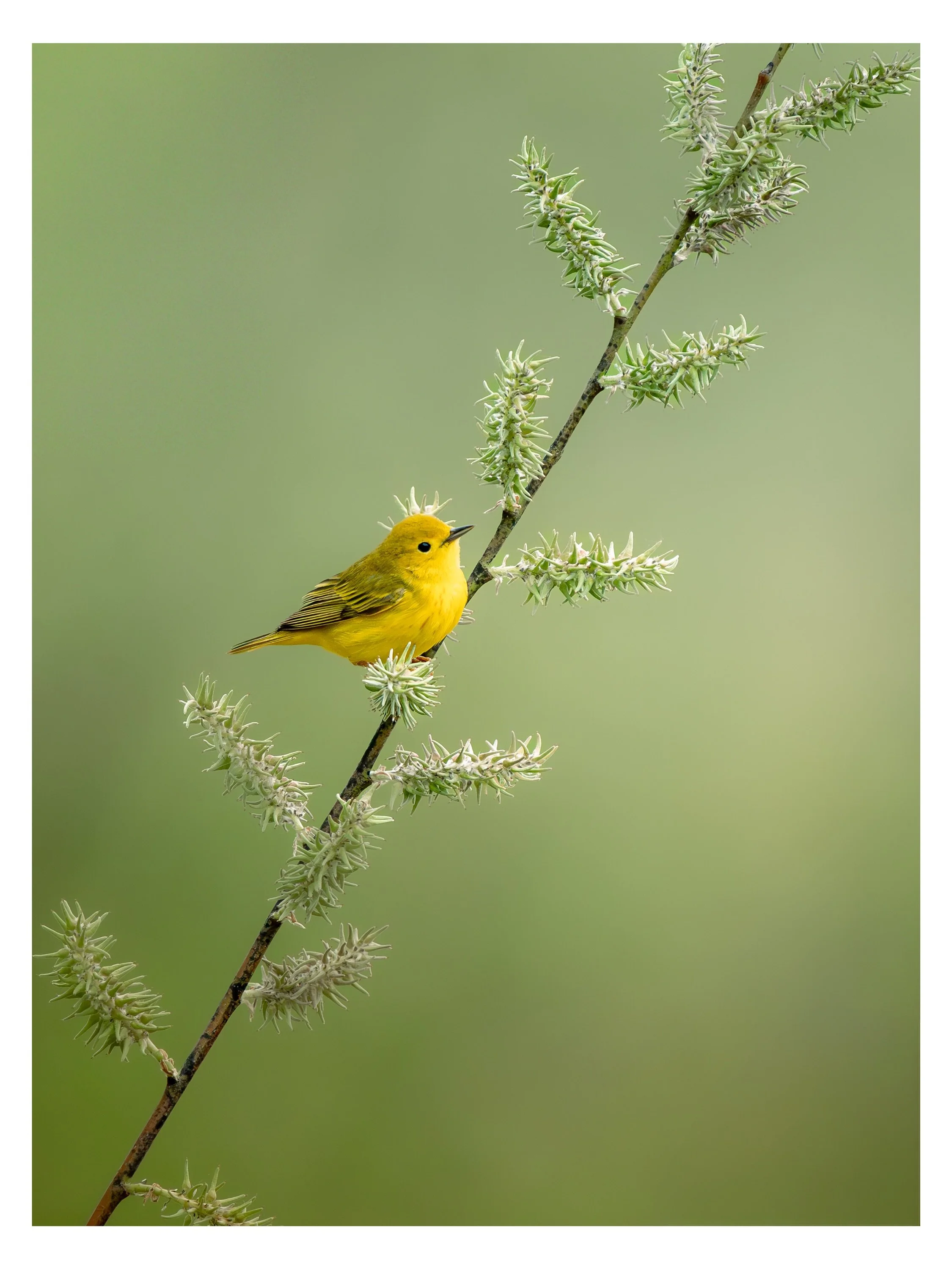 Parulines du printemps : 

1 - Paruline Jaune
2 - Paruline &agrave; Calotte Noire

Les autres se sont toutes envol&eacute;es avant que j&rsquo;arrive &agrave; les photographier 🤣