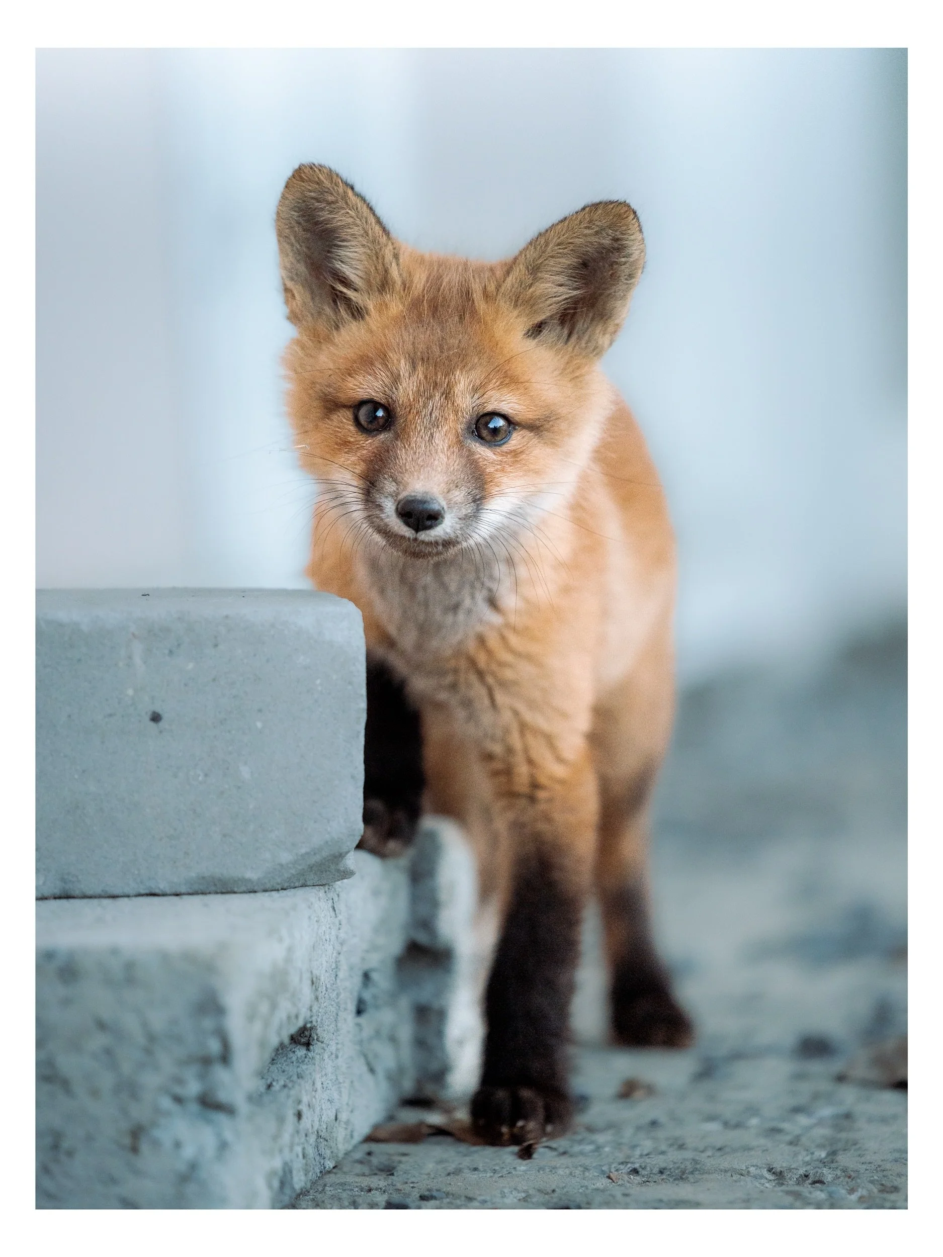 Ce petit renardeau s&rsquo;est approch&eacute; pour prendre la pause. Sa petite bette me fait tout simplement craquer 🥰🧡