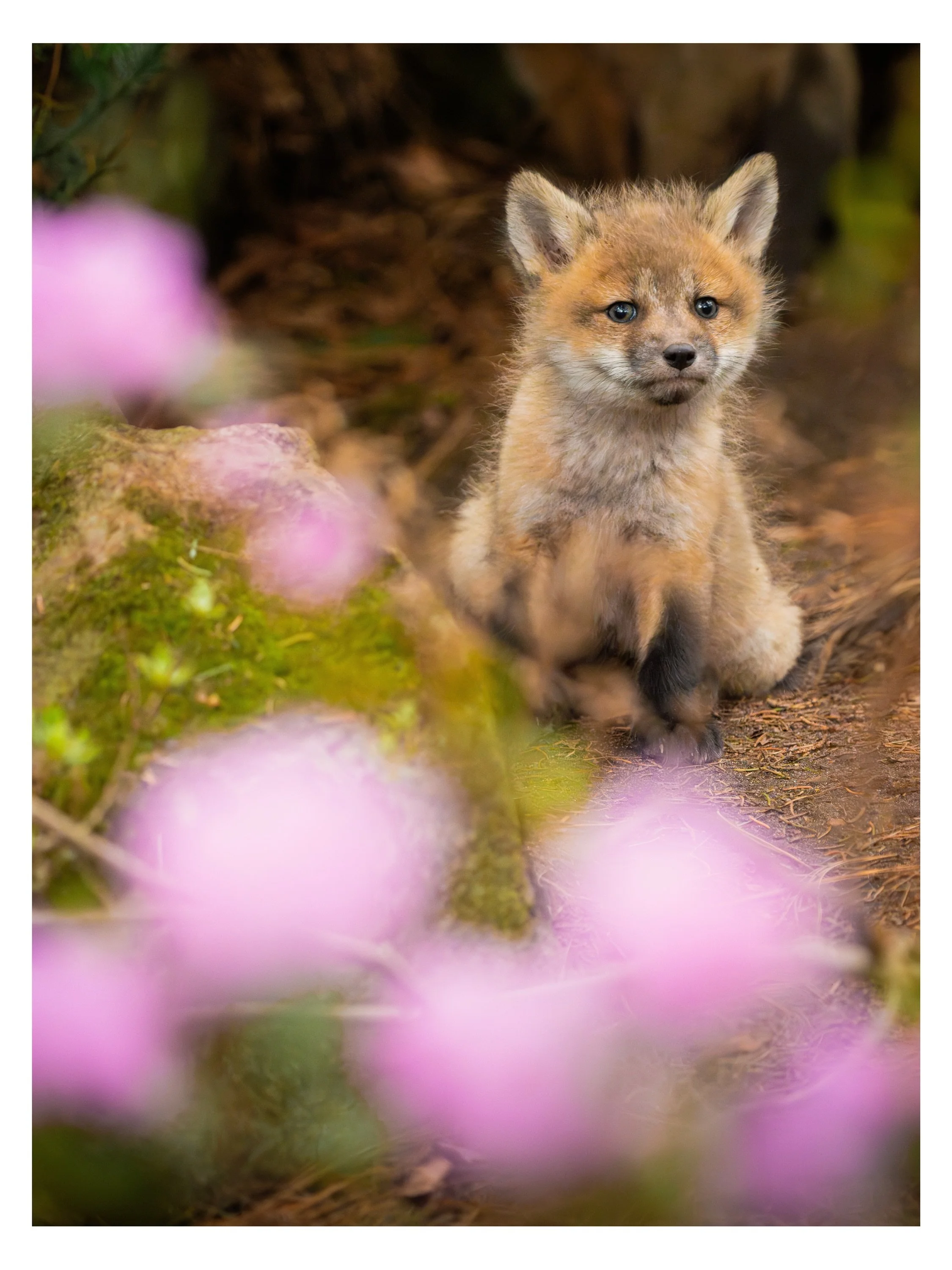Renards et rhododendrons 🌸