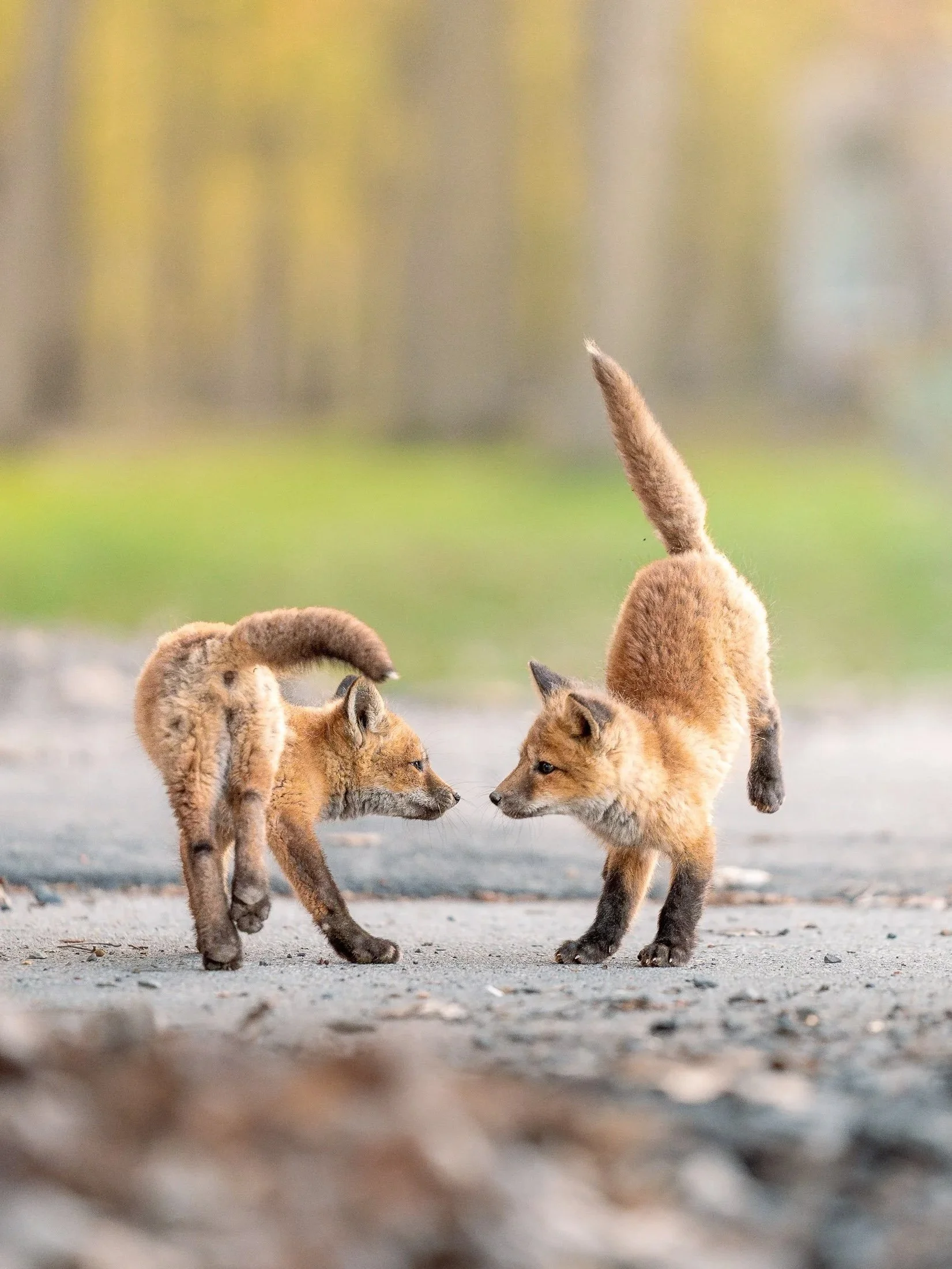 Maggie+Parise+-+Mammals-62-3.jpg