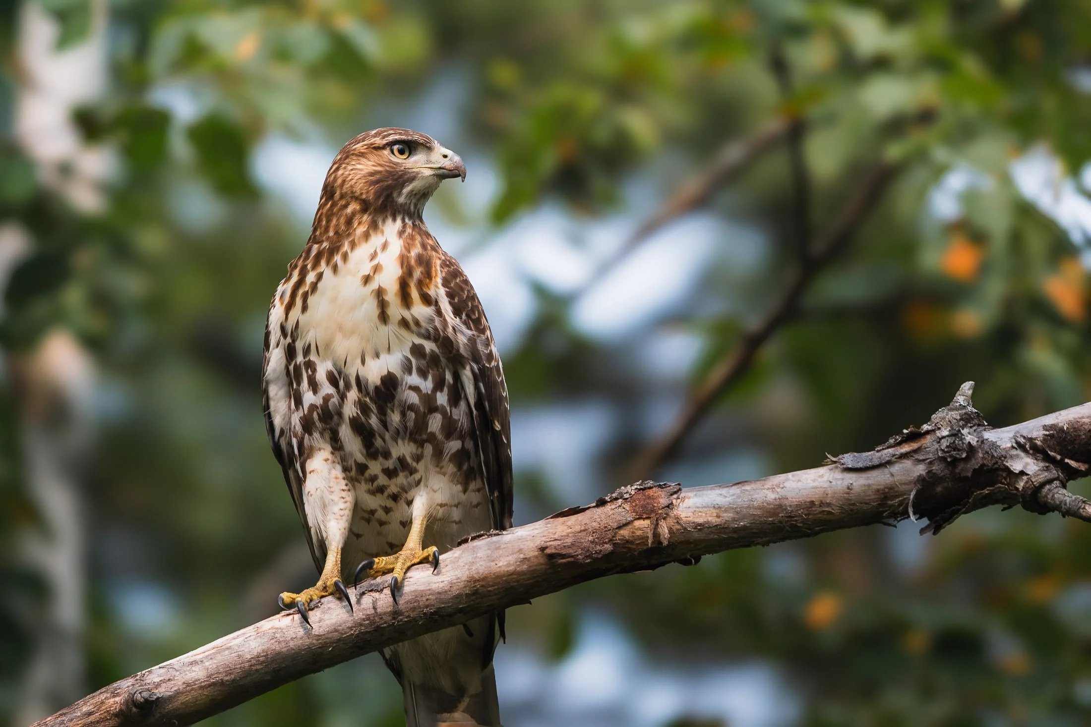 Maggie Parise - Birds-17.jpg