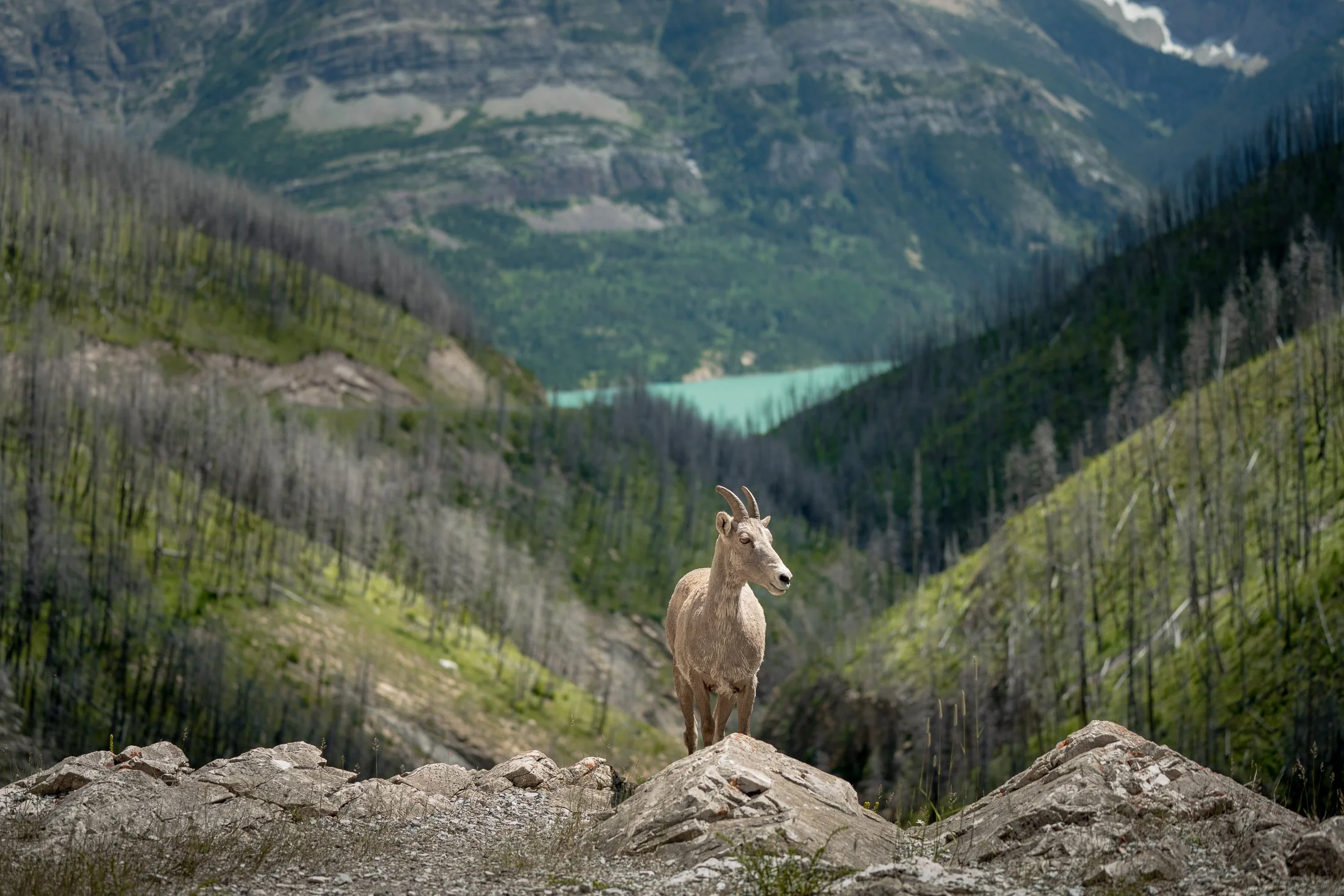 Maggie Parise - Mammals-79.jpg