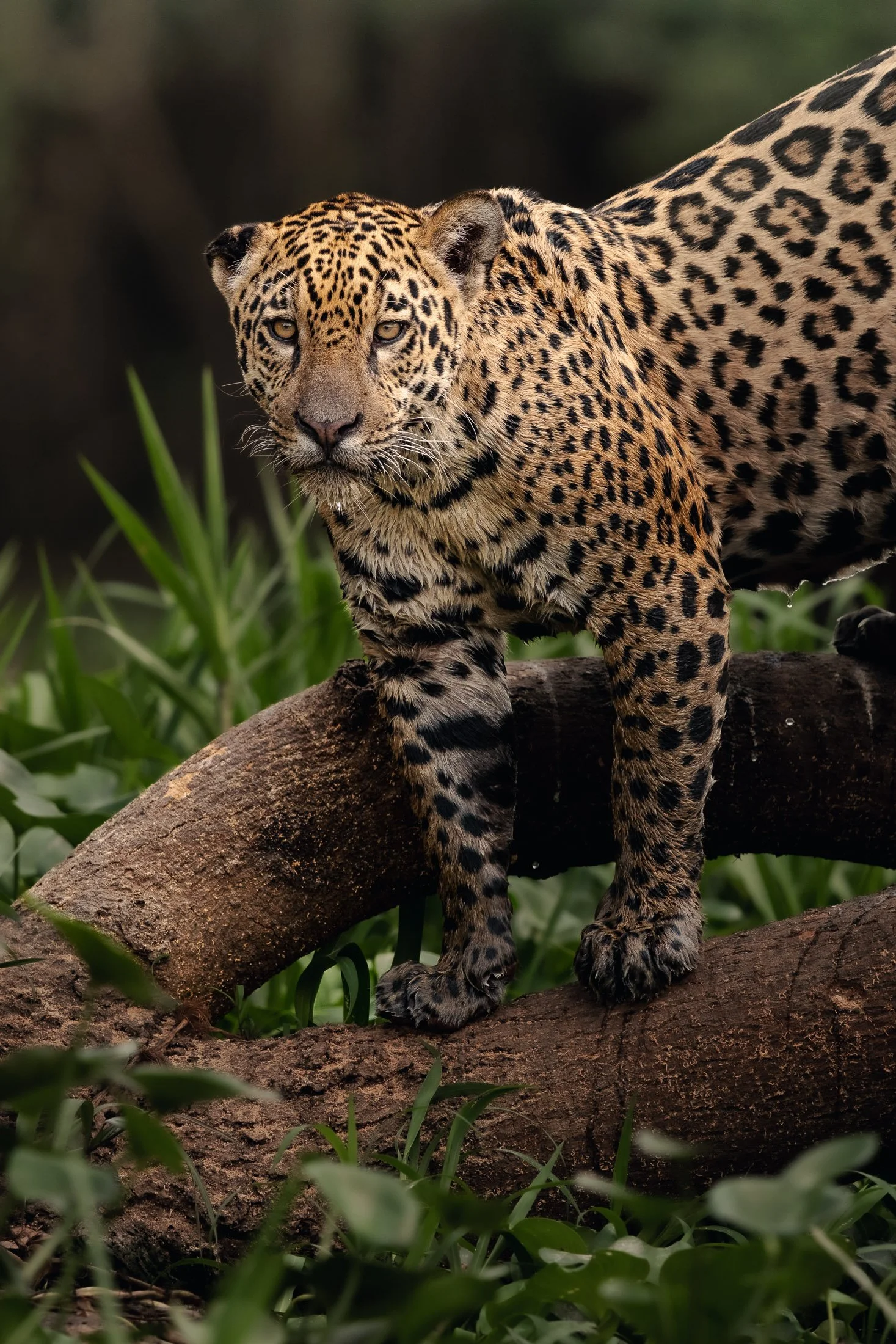 Maggie Parise - Pantanal-6.jpg