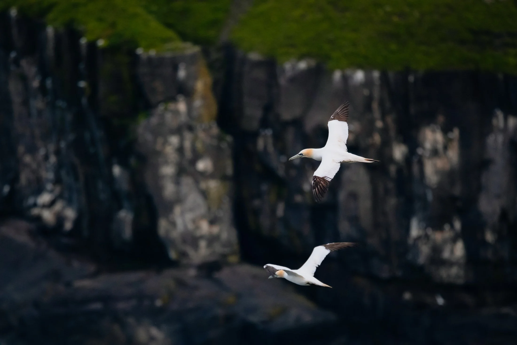 Maggie Parise - Birds-7-2.jpg