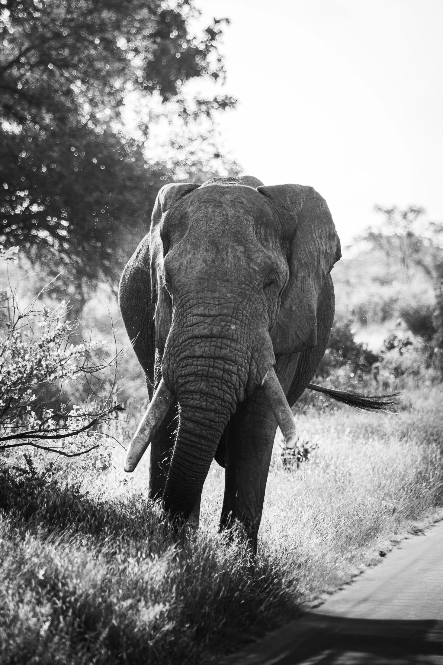 Maggie Parise - Mammals-8.jpg