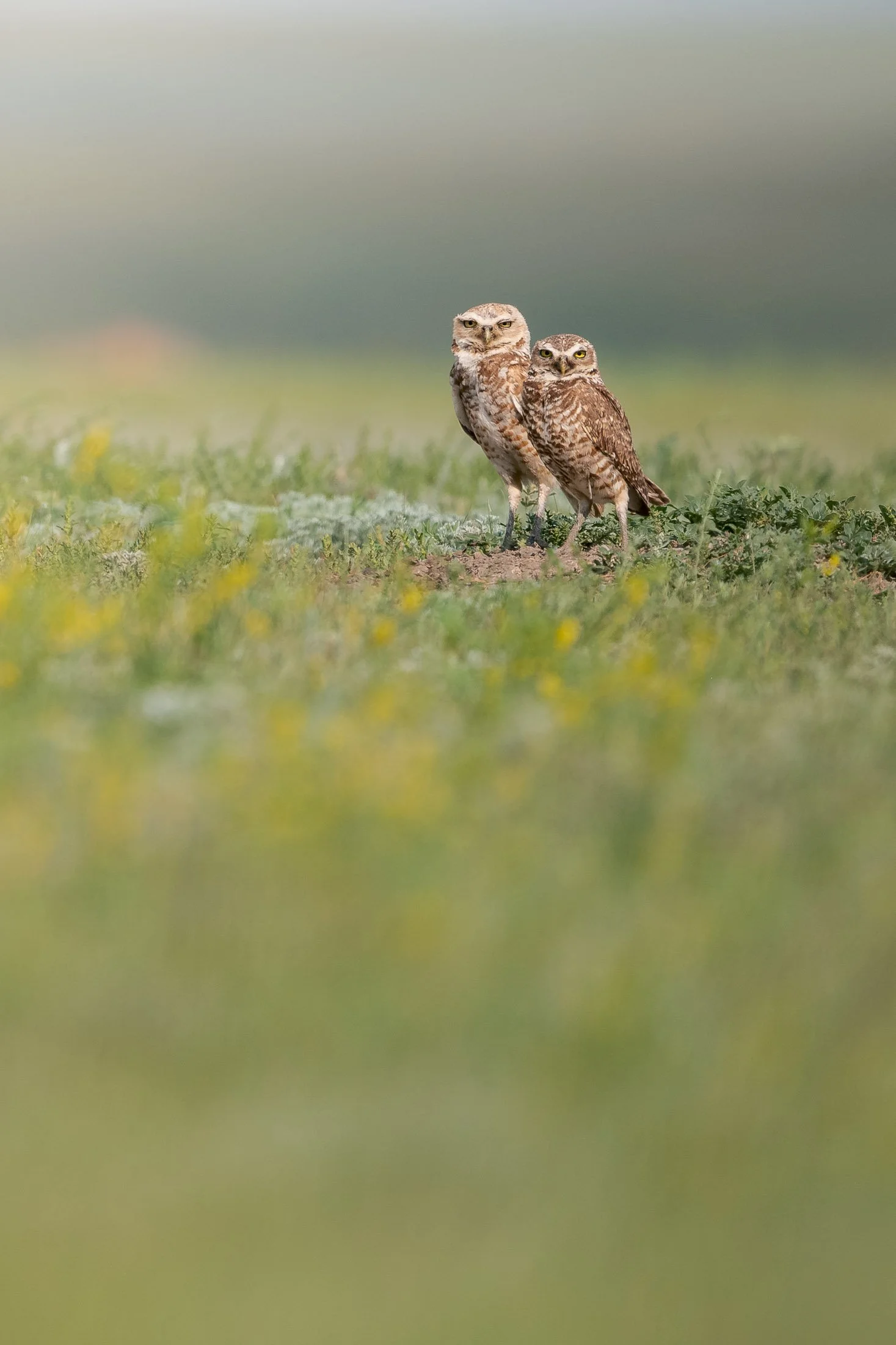 Maggie Parise - Birds-51.jpg