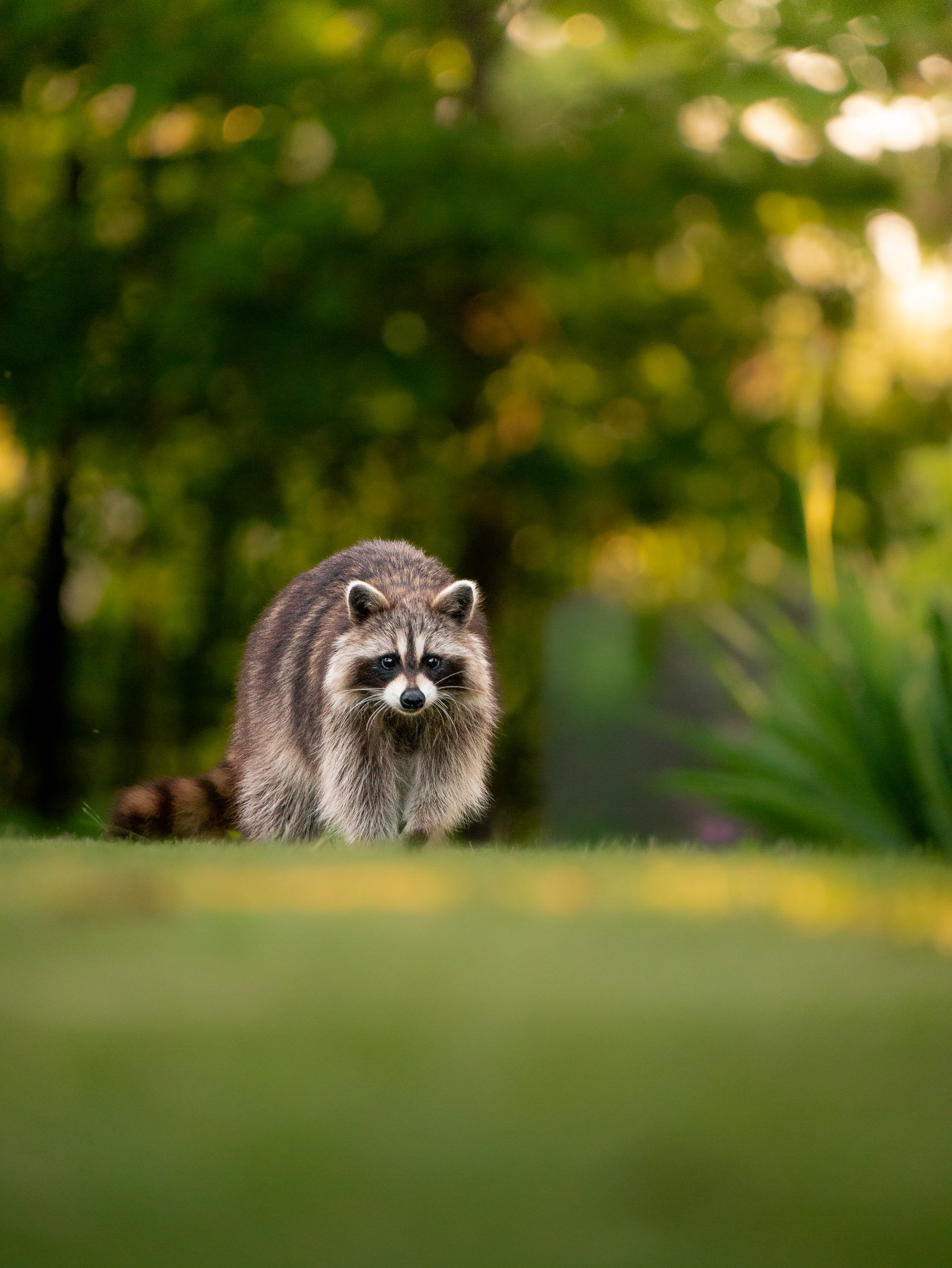 Maggie Parise - Mammals-73.jpg