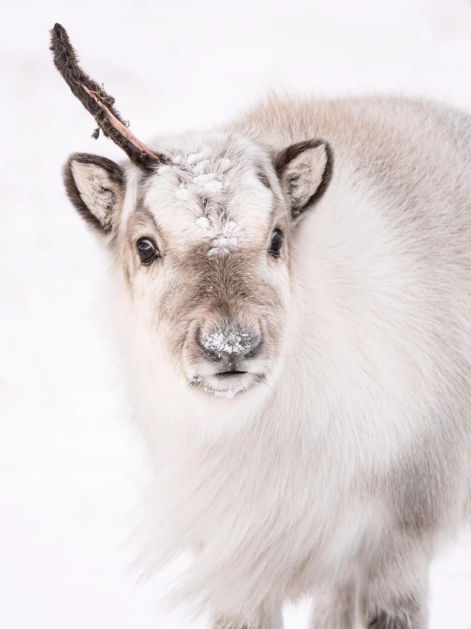 Maggie Parise - Mammals-65.jpg