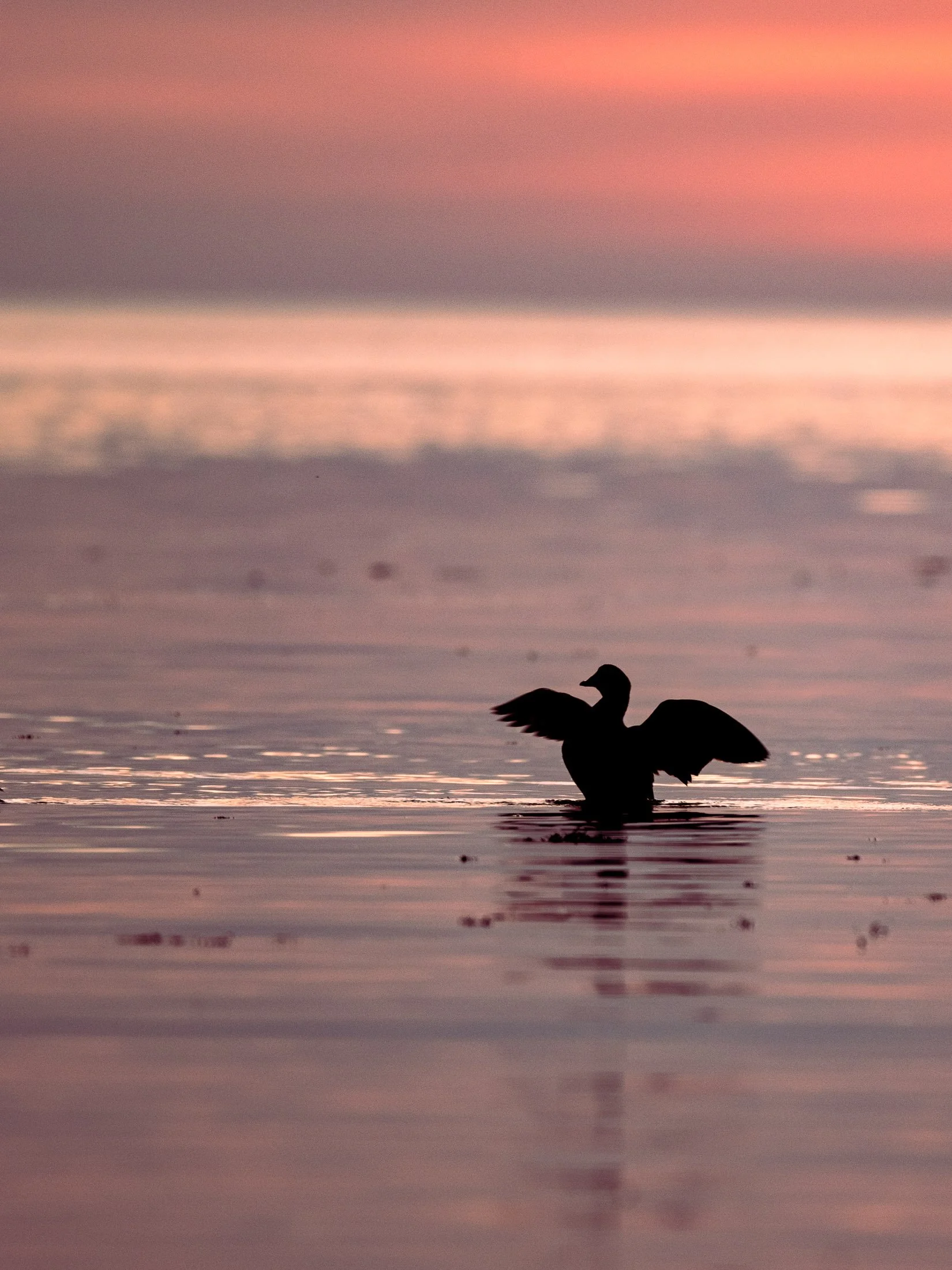 Maggie Parise - Birds-11-2.jpg