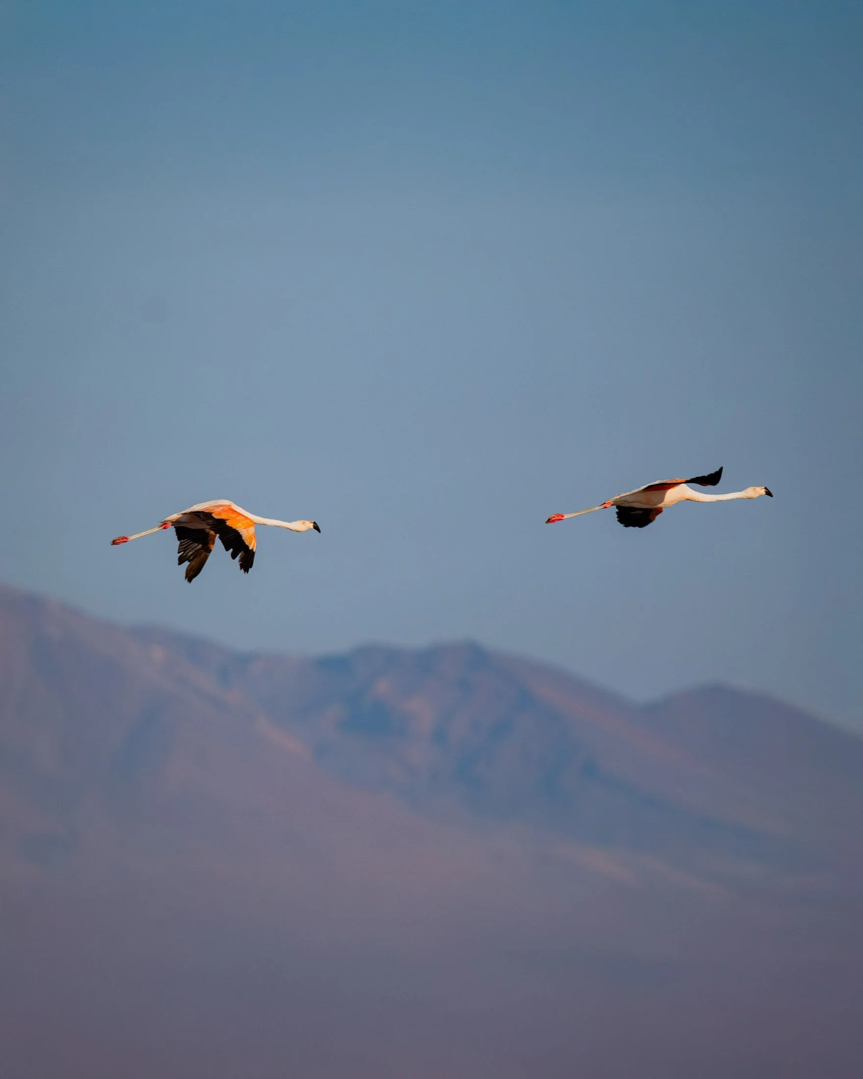 Maggie Parise - Birds-32.jpg