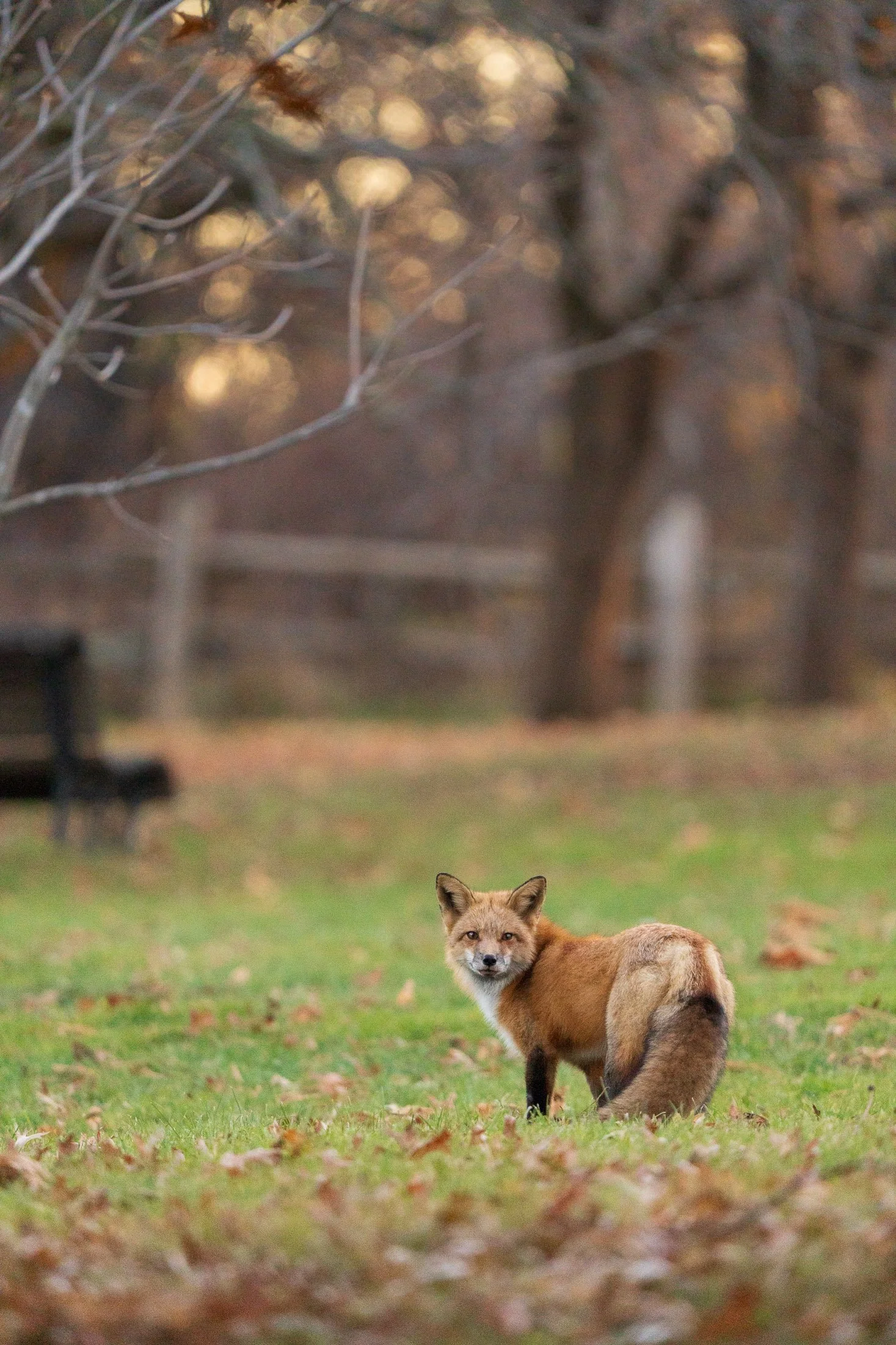Maggie Parise - Urban Wildlife-1-3.jpg