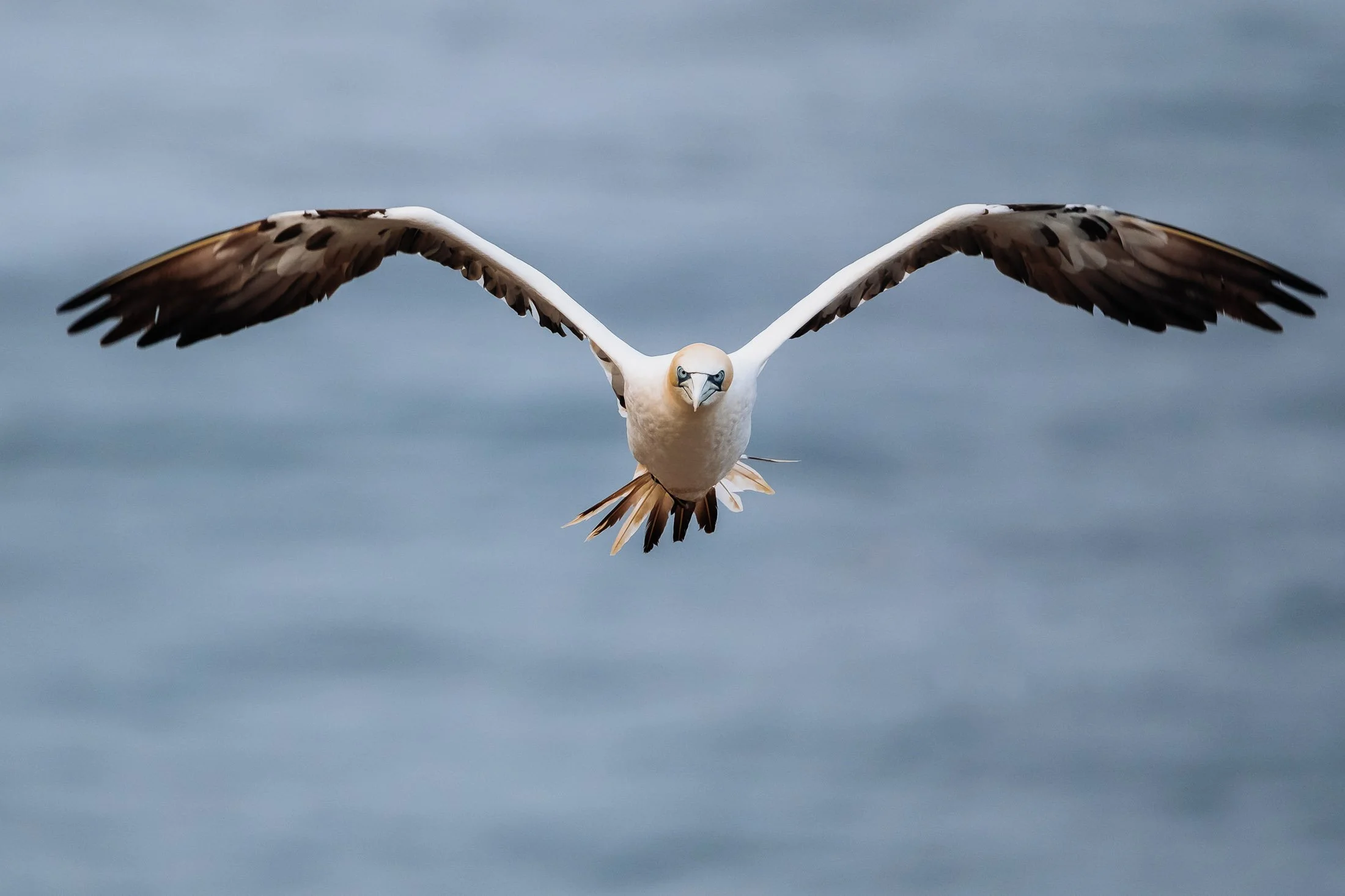 Maggie Parise - Birds-8-2.jpg