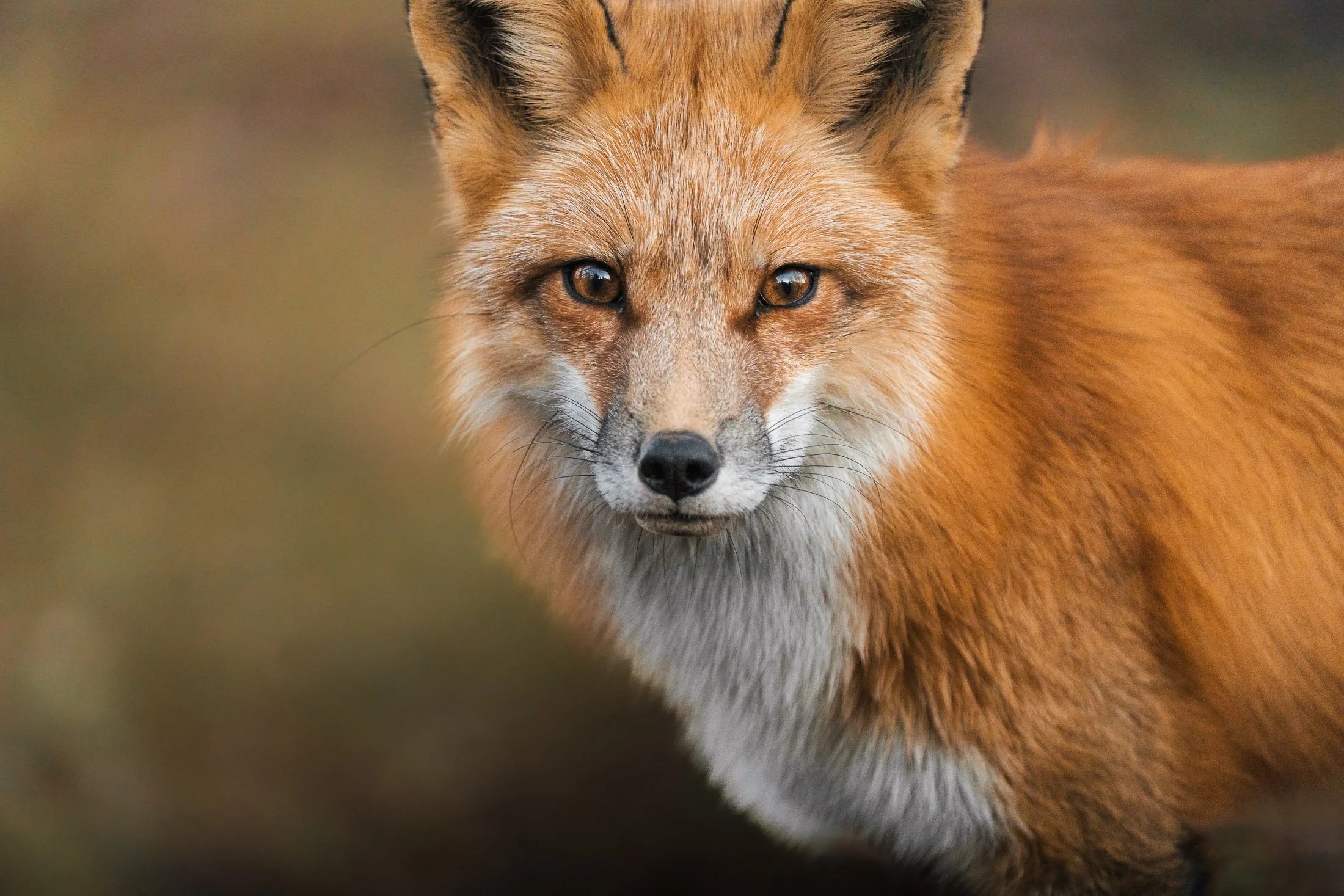 Maggie Parise - Urban Wildlife-1.jpg