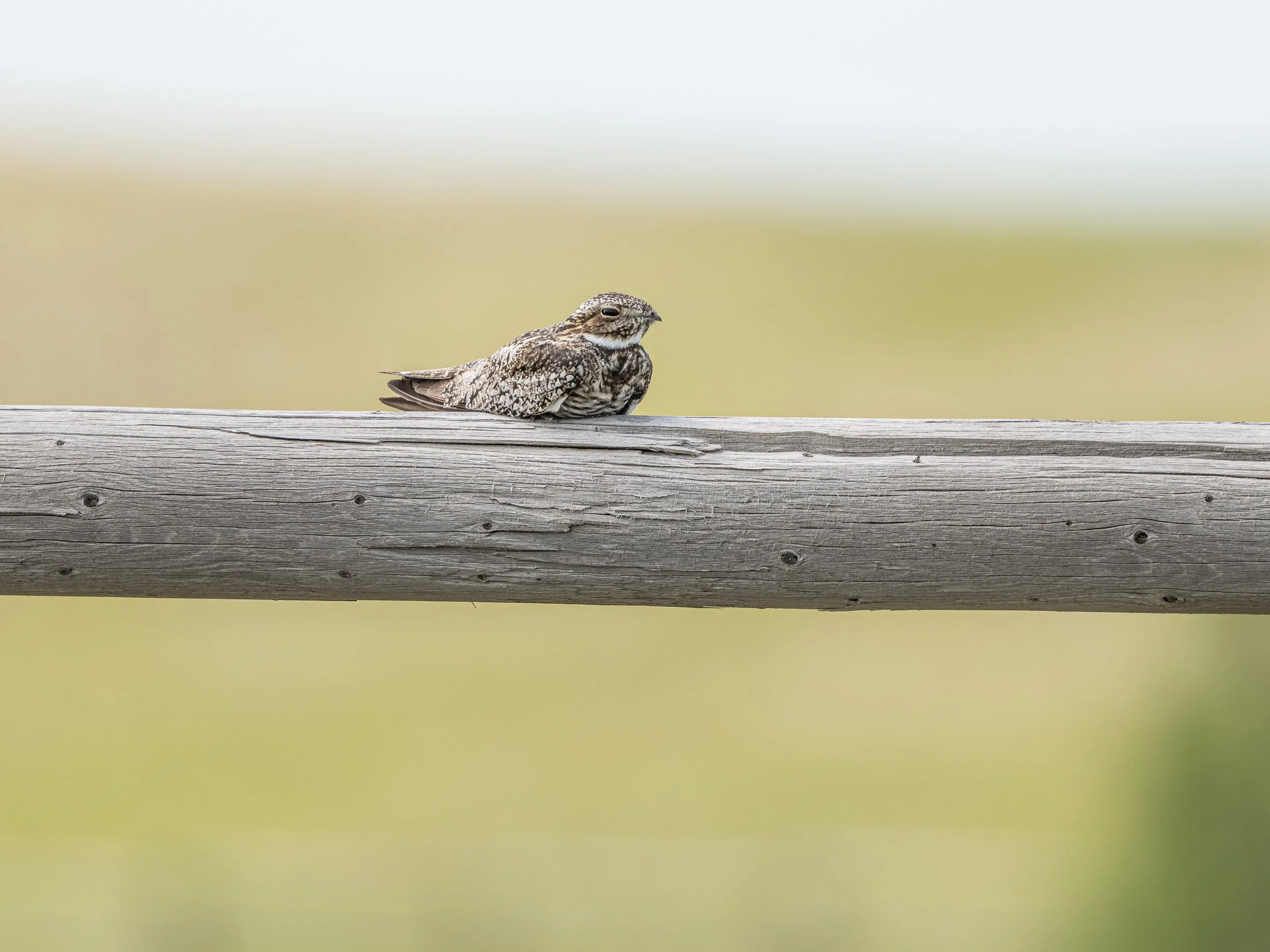 Maggie Parise - Birds-14.jpg
