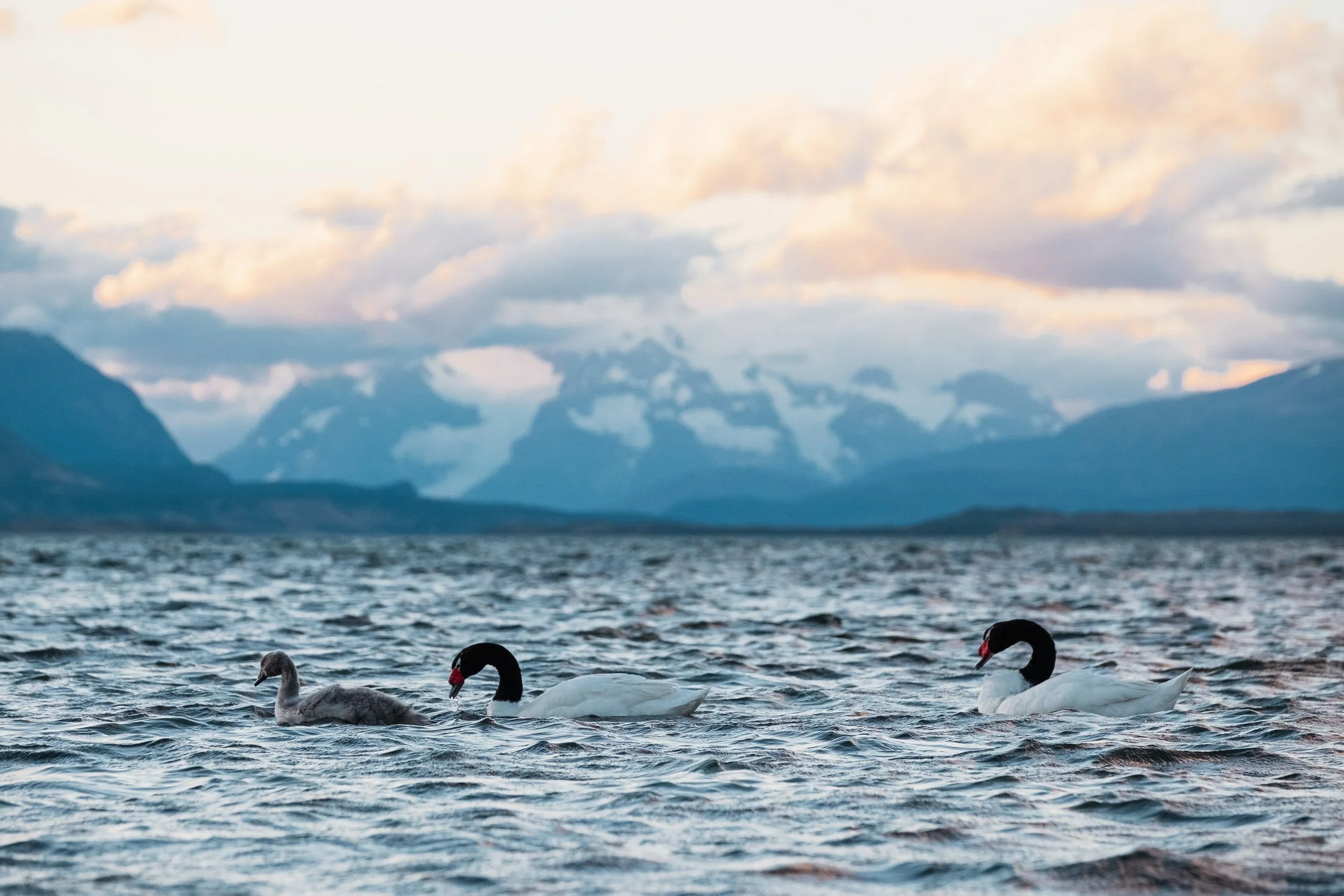 Maggie Parise - Birds-22.jpg