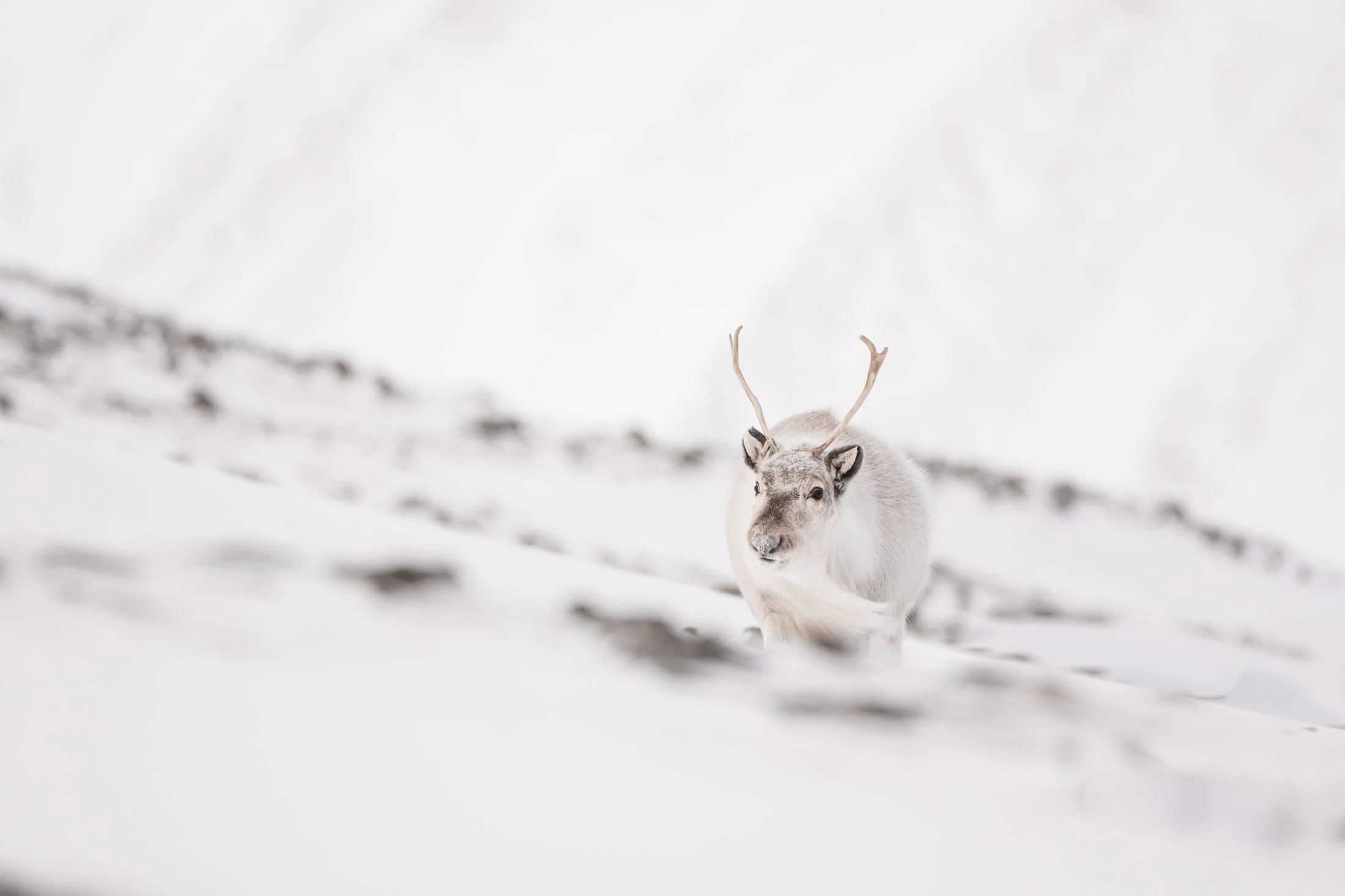 Maggie Parise - Mammals-63.jpg