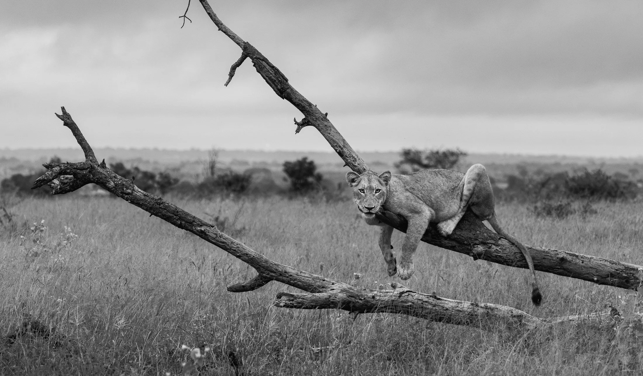 Maggie Parise - Mammals-12.jpg