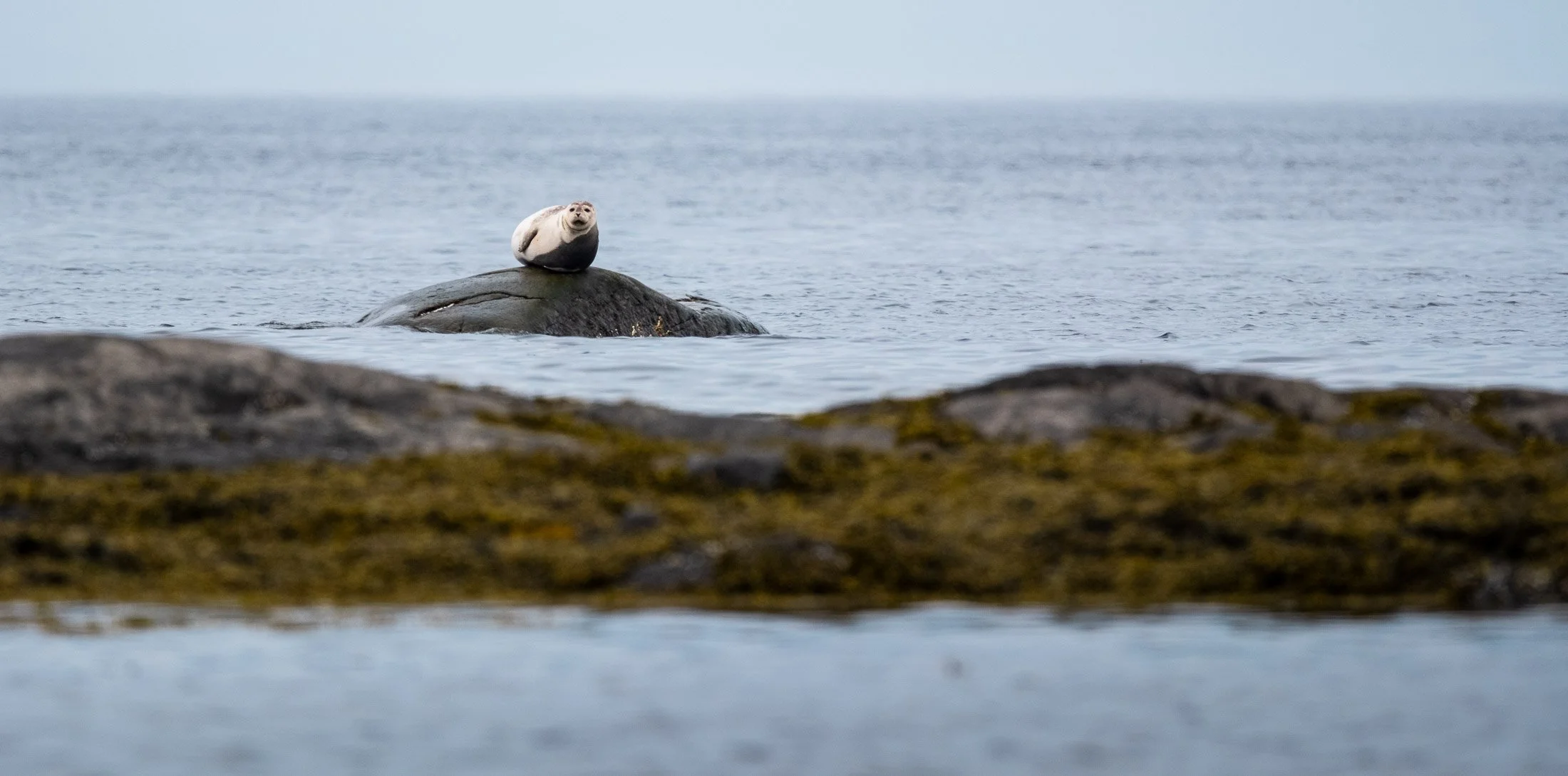 Mammals.3.jpg