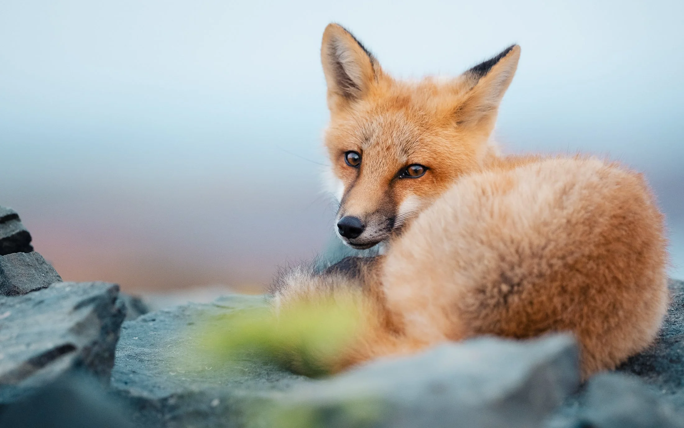 Maggie Parise - Mammals-32.jpg