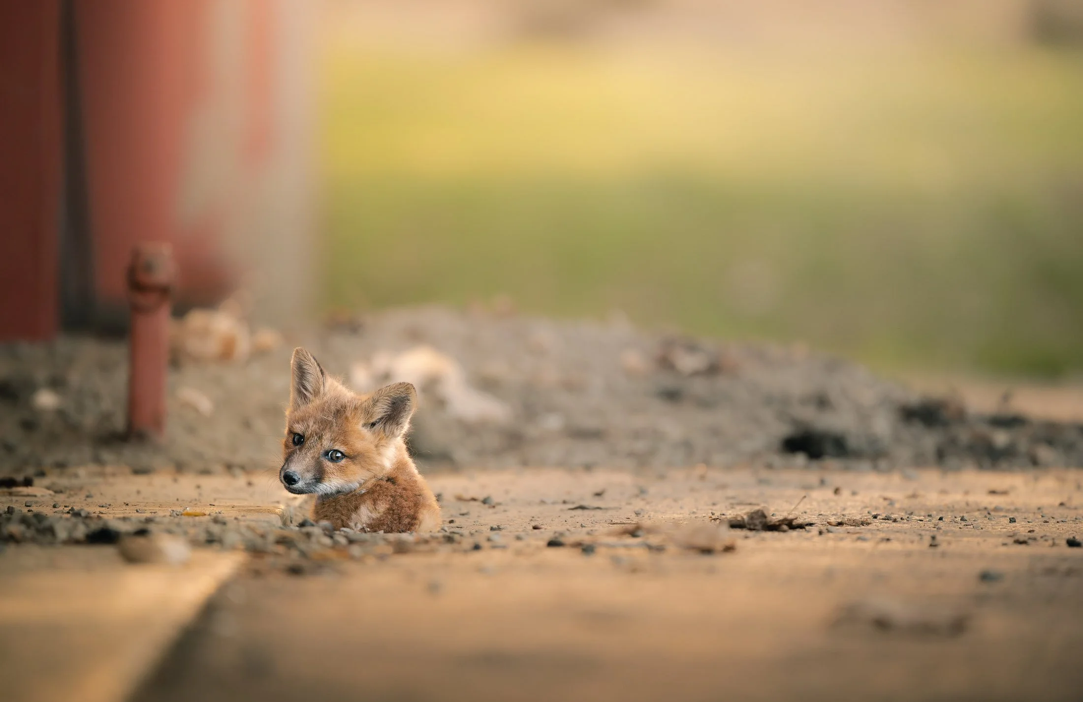 Maggie Parise - Mammals-62-2.jpg