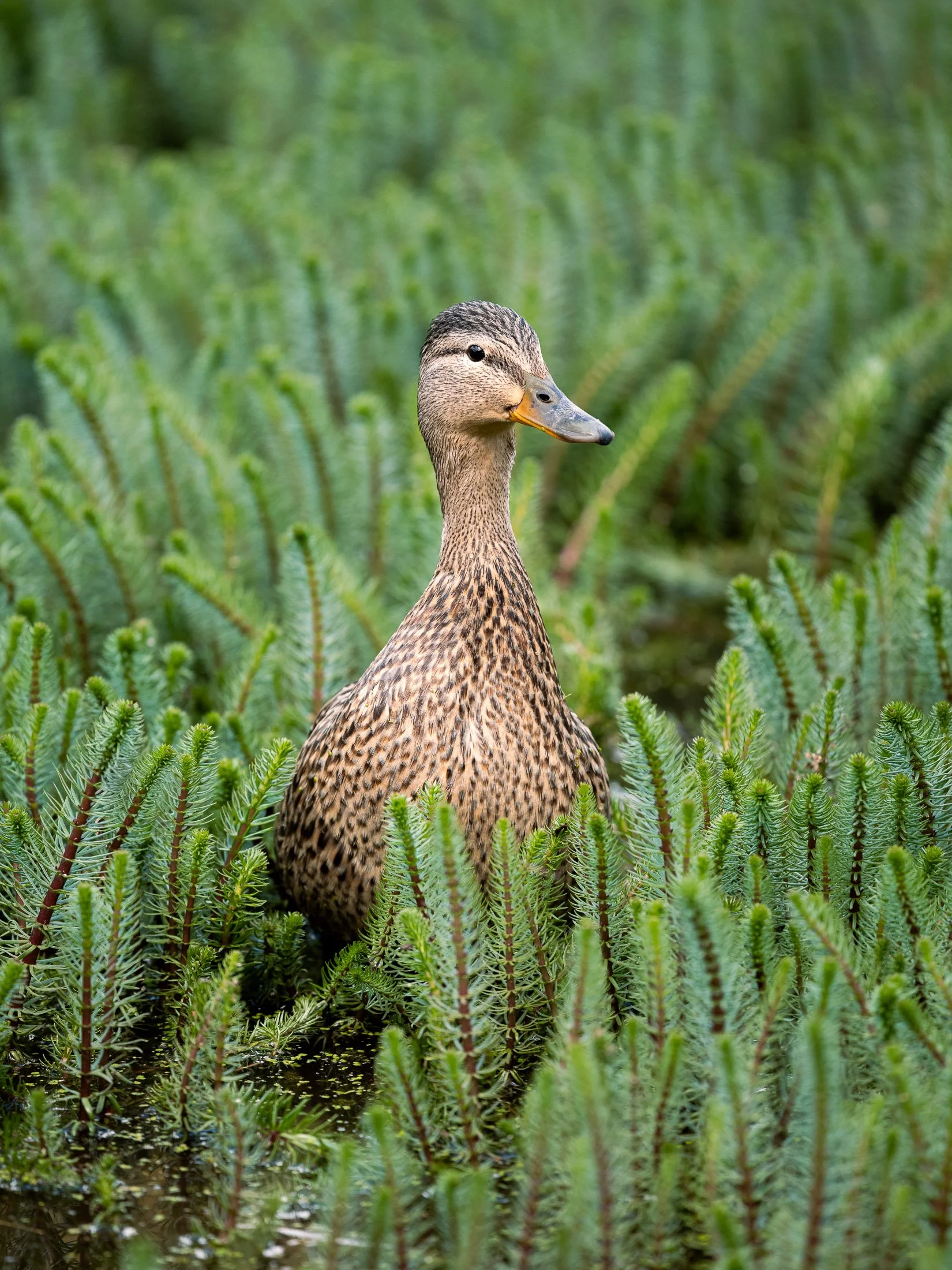 Maggie Parise - Birds-5.jpg