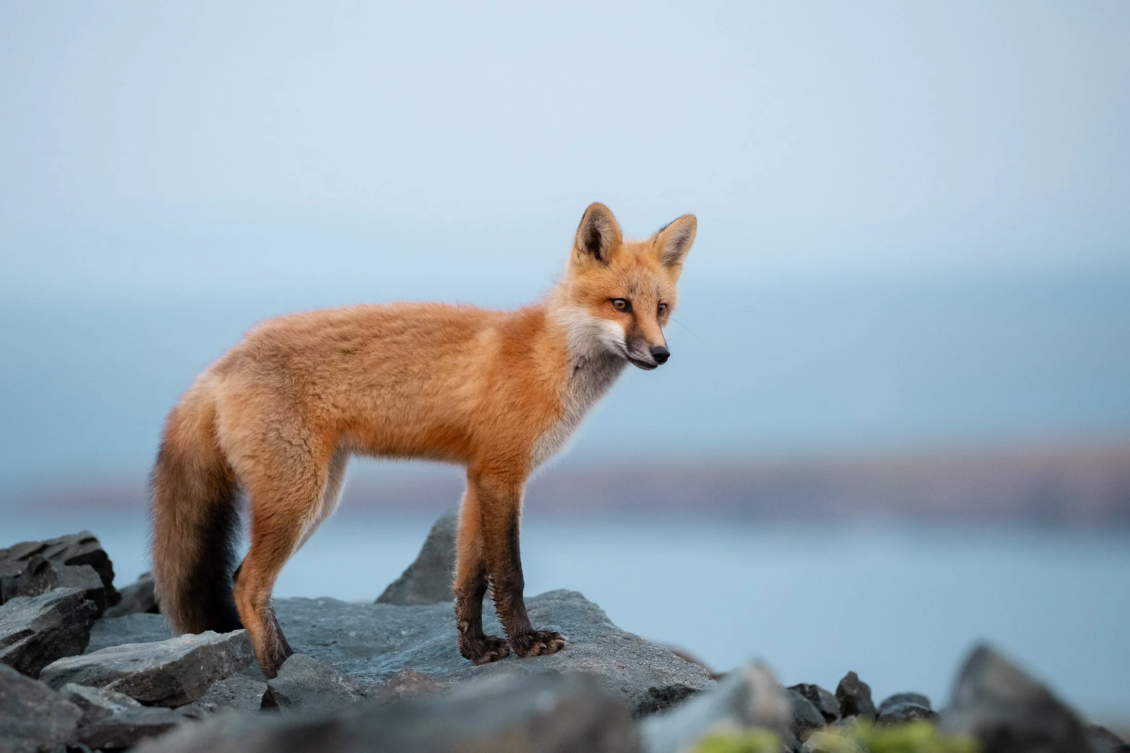 Maggie Parise - Mammals-31.jpg