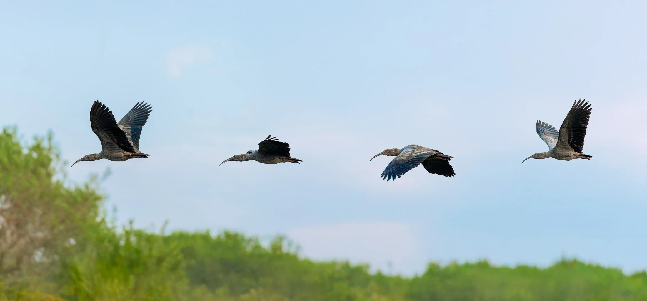 Maggie Parise - Pantanal-1.jpg