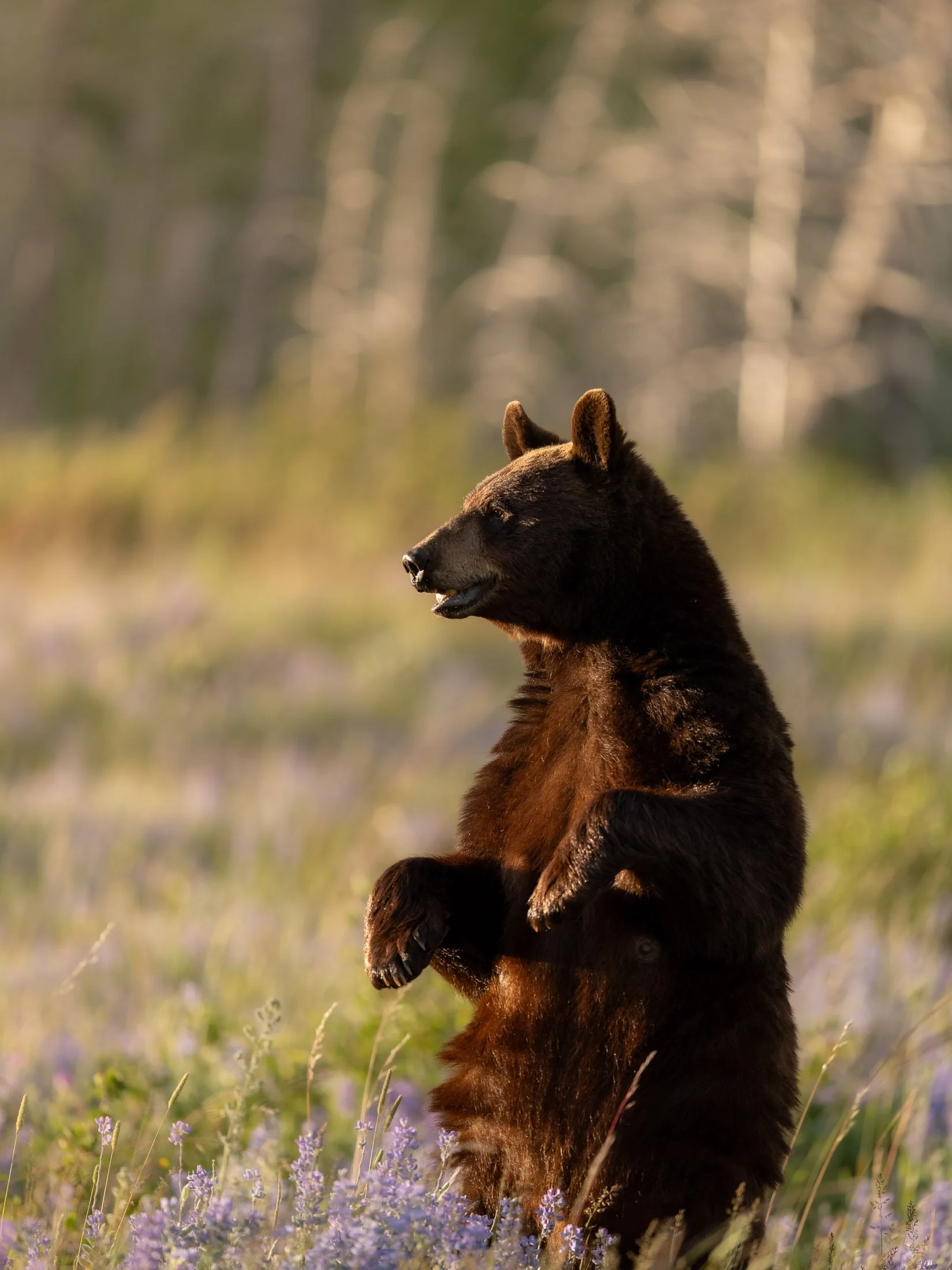Maggie Parise - Mammals-81.jpg
