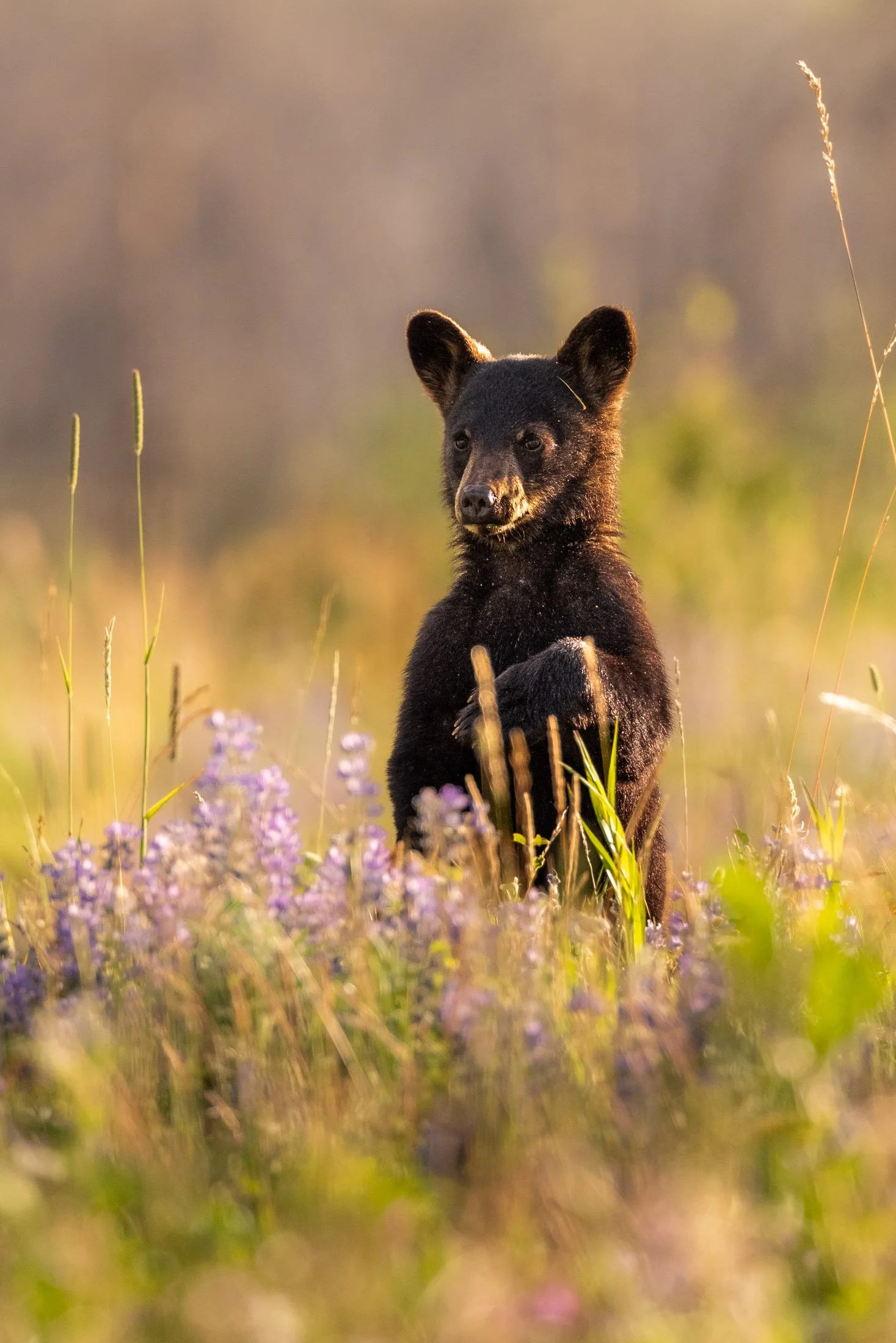 Maggie Parise - Mammals-80.jpg