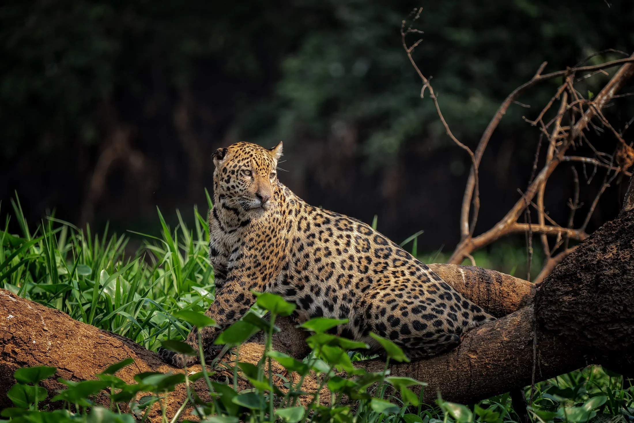 Maggie Parise - Pantanal-8.jpg