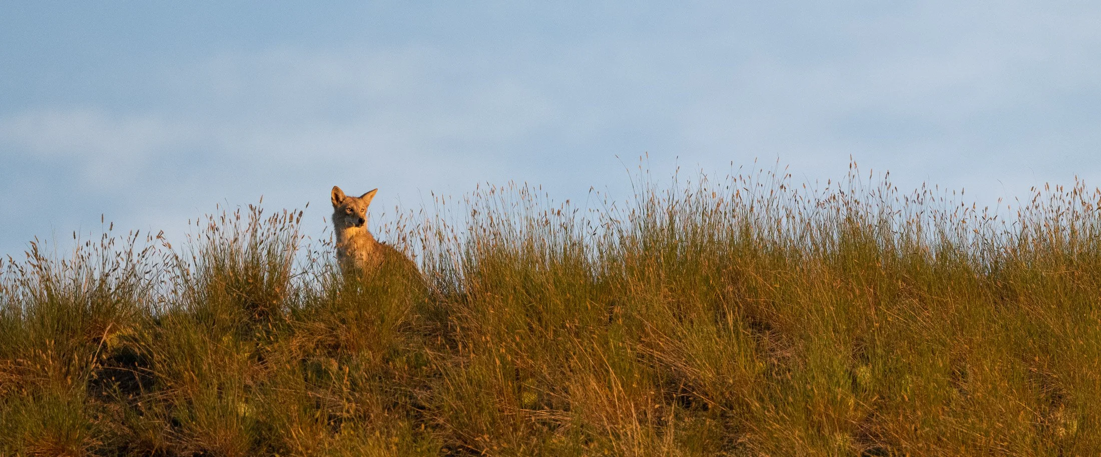 Maggie Parise - Mammals-83.jpg