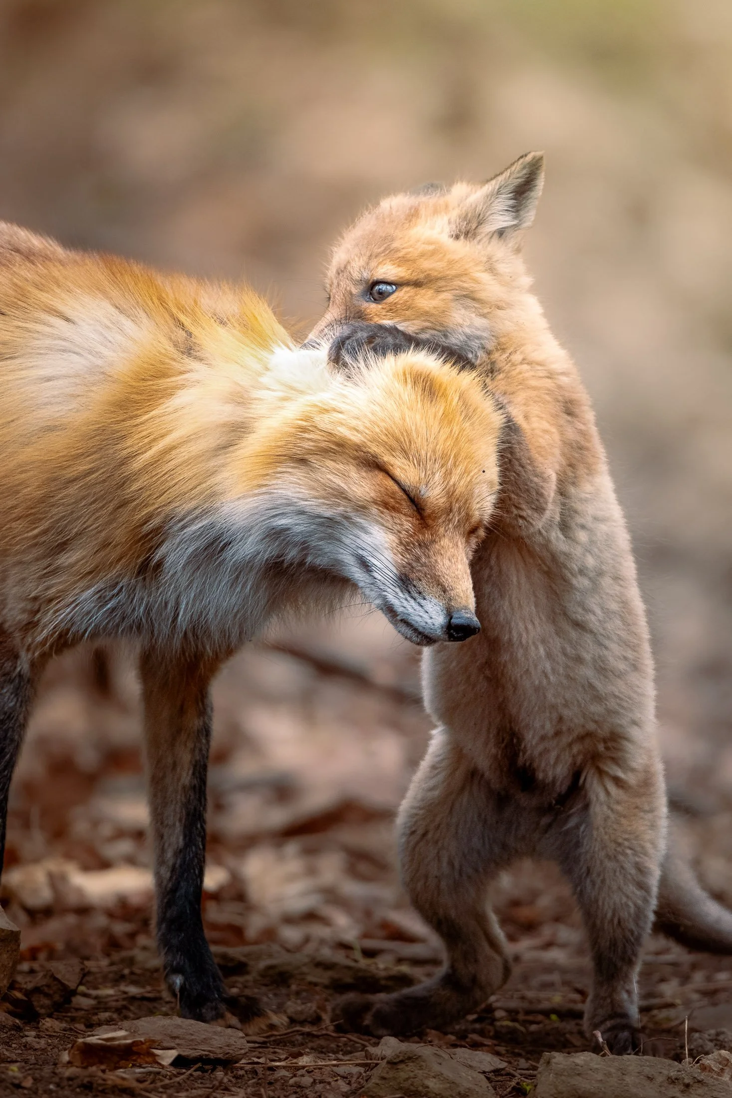 Maggie Parise - Mammals-60.jpg
