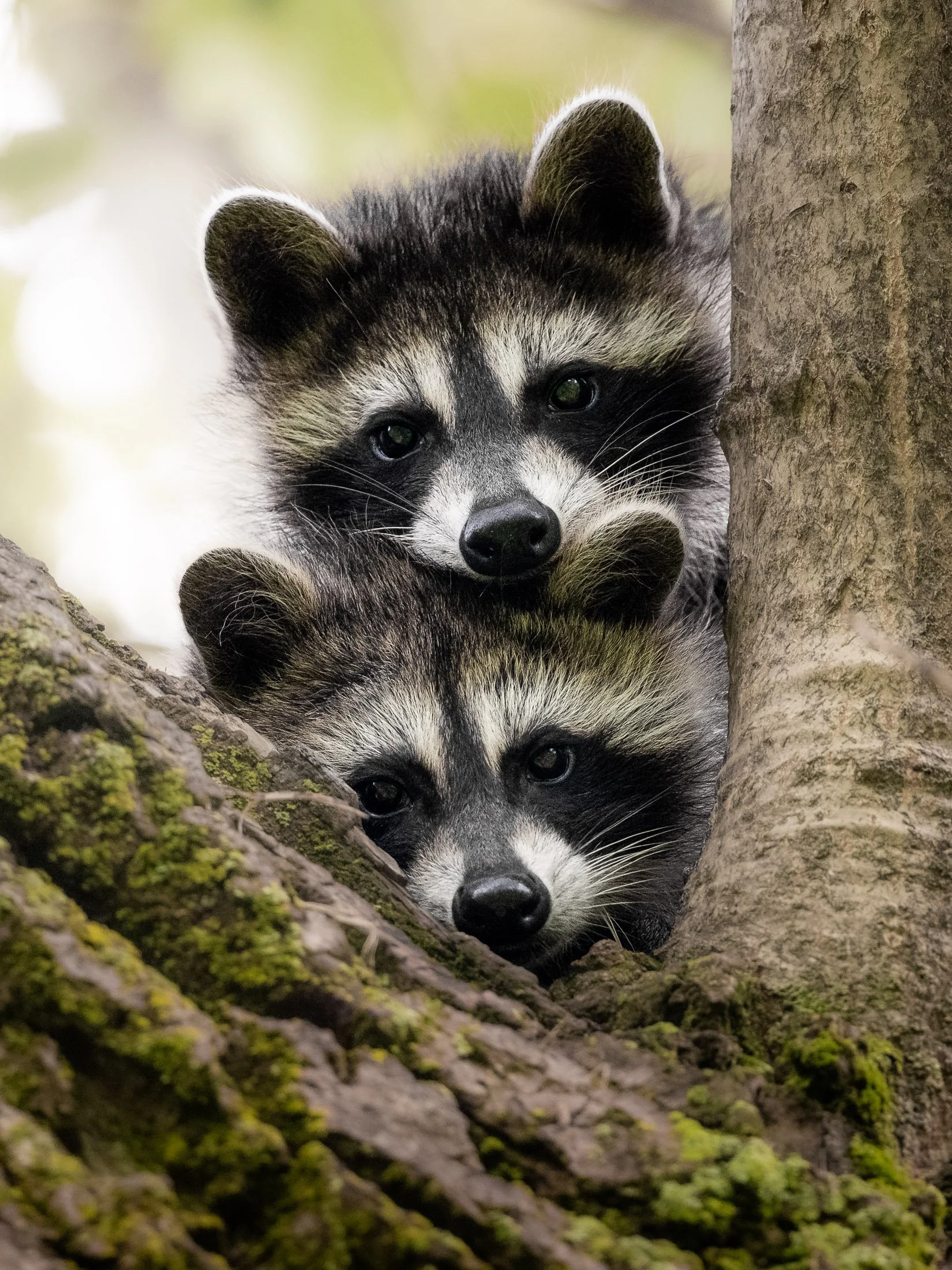 Maggie Parise - Mammals-92.jpg