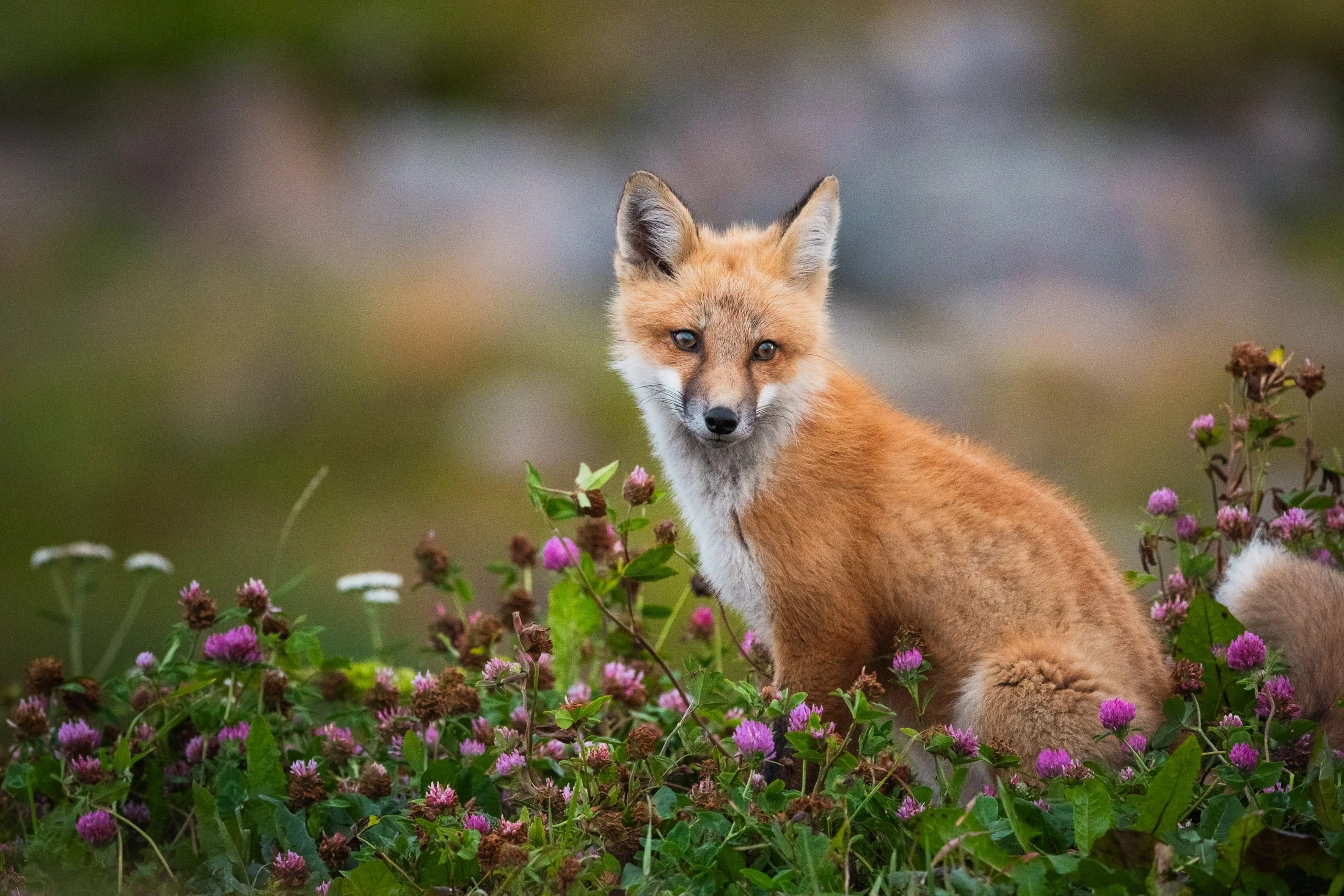 Maggie Parise - Mammals-39.jpg