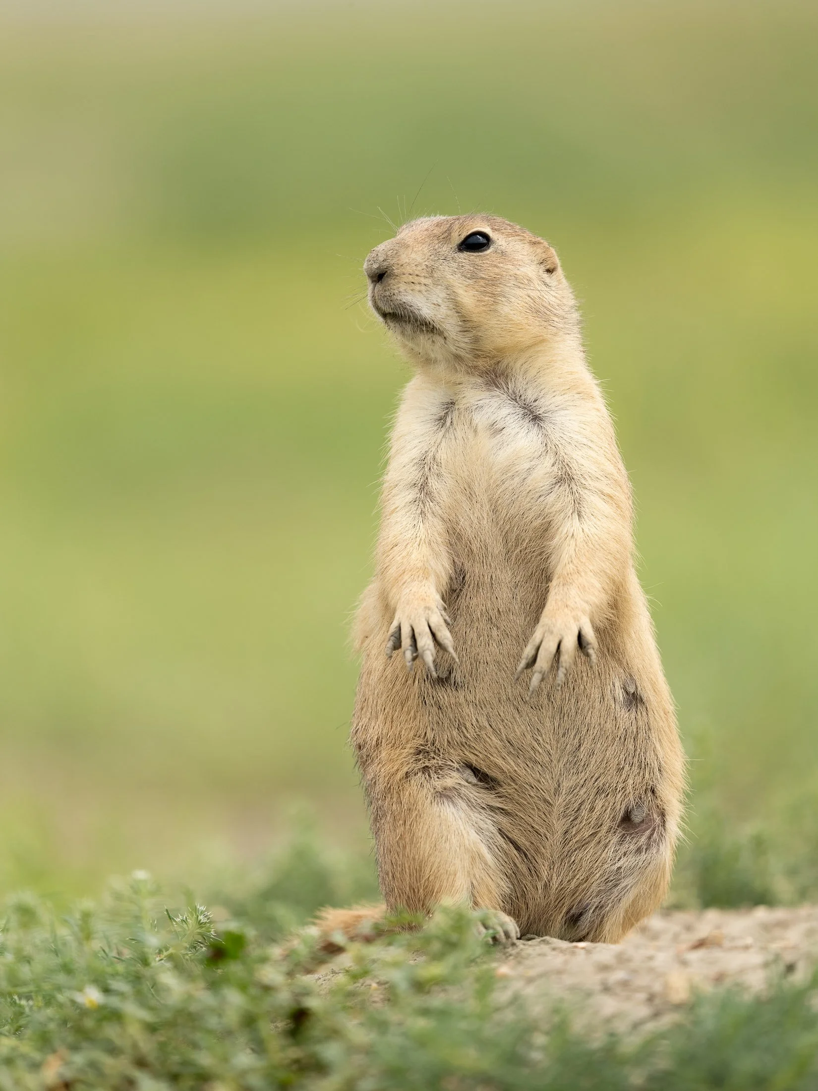 Maggie Parise - Mammals-89.jpg