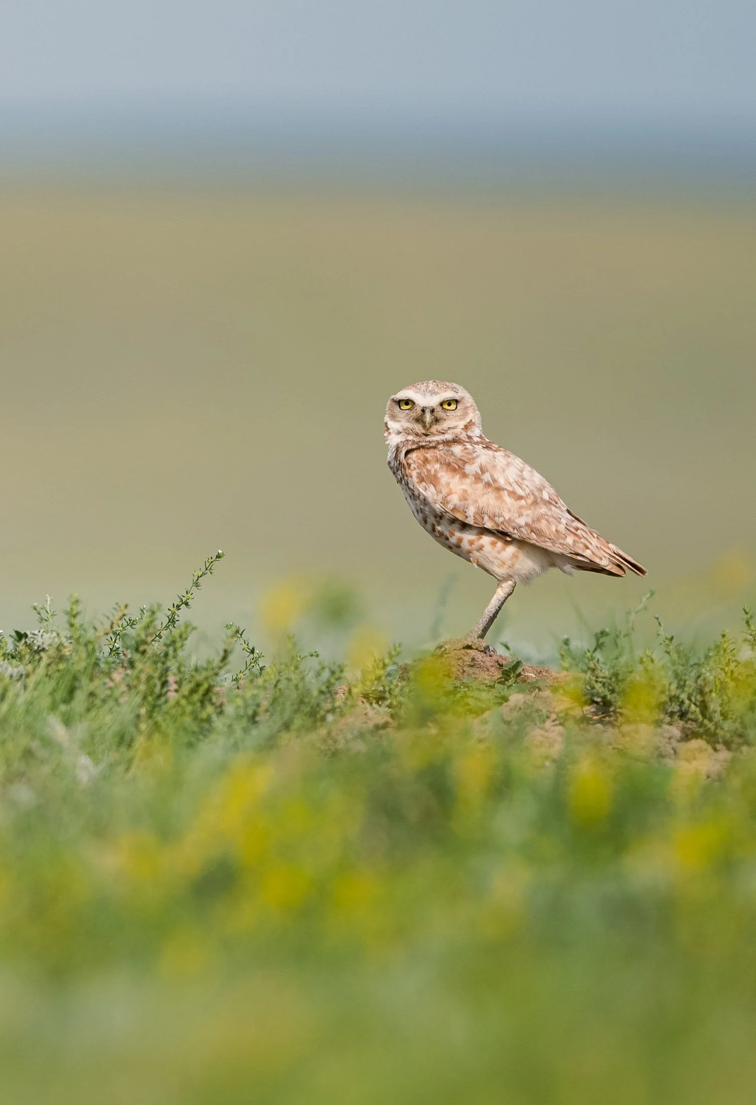 Maggie Parise - Birds-52.jpg