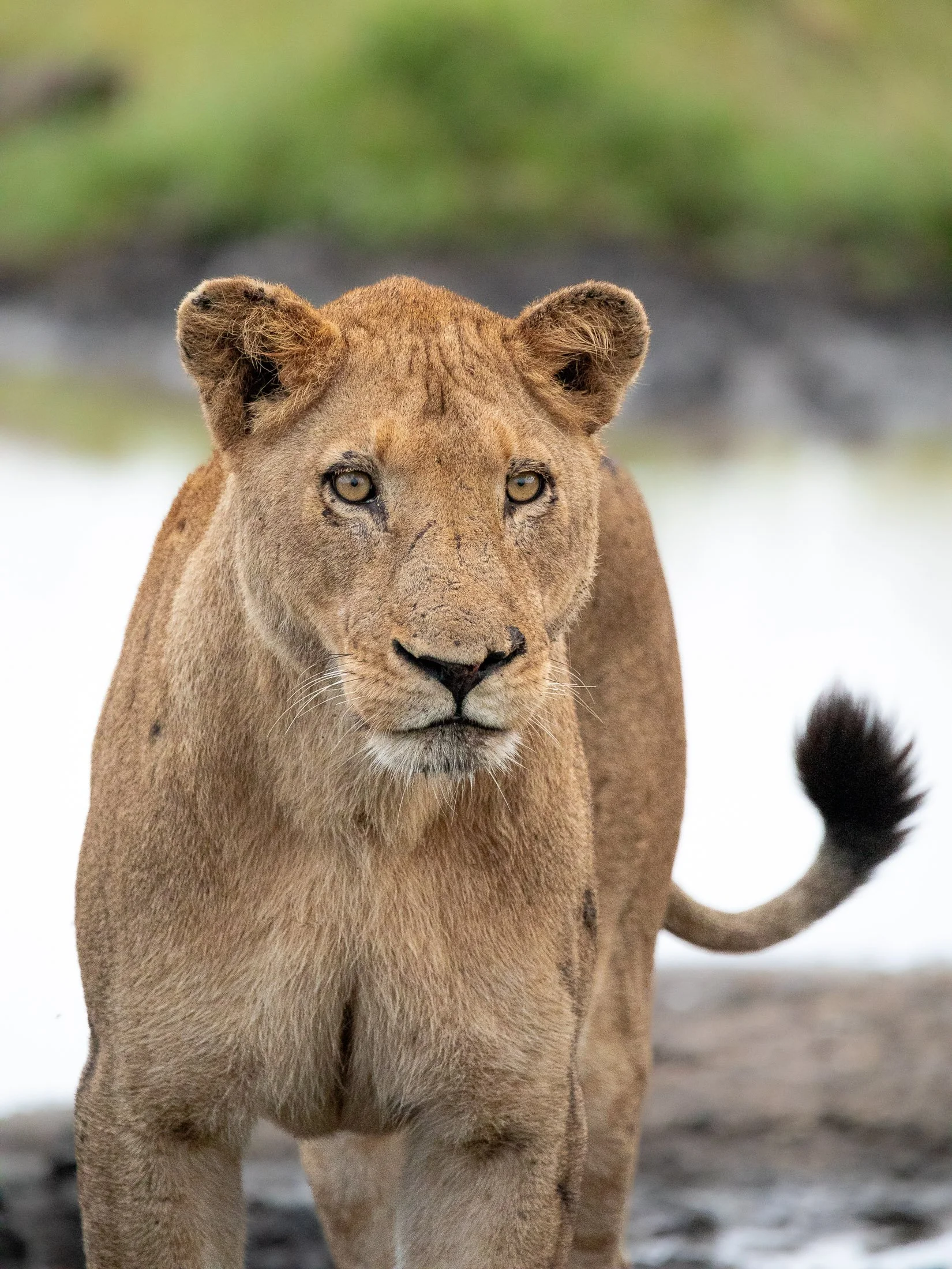 Maggie Parise - Mammals-22.jpg