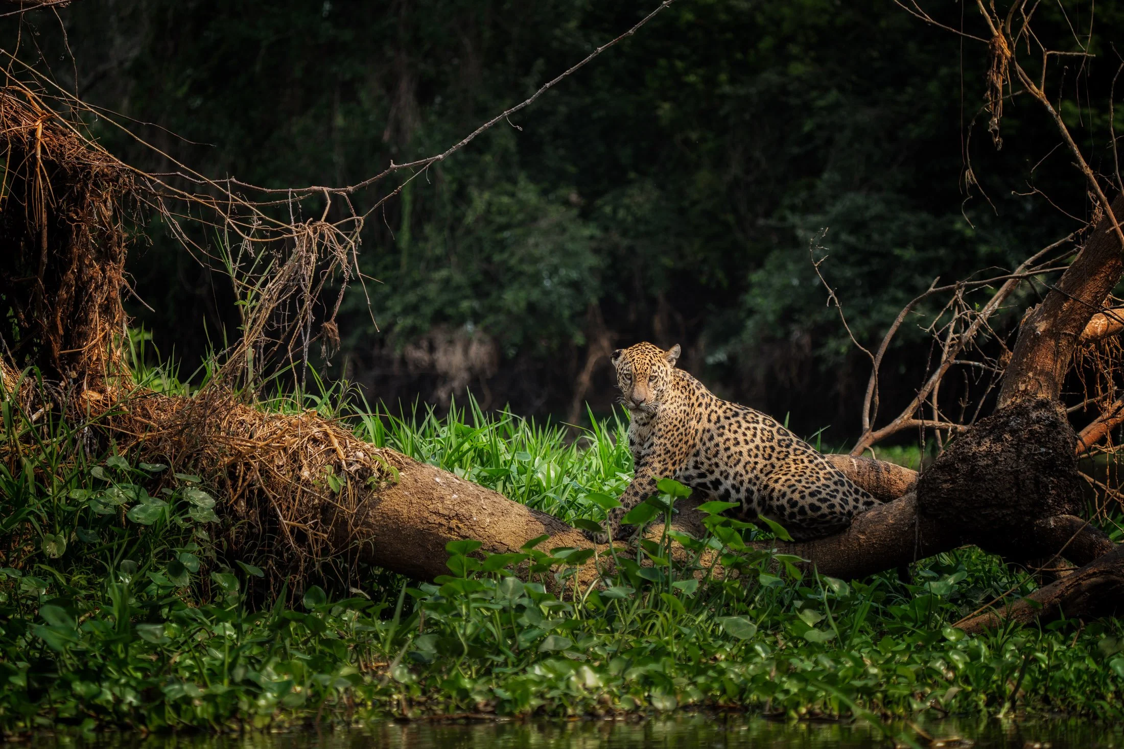 Maggie Parise - Pantanal-7.jpg
