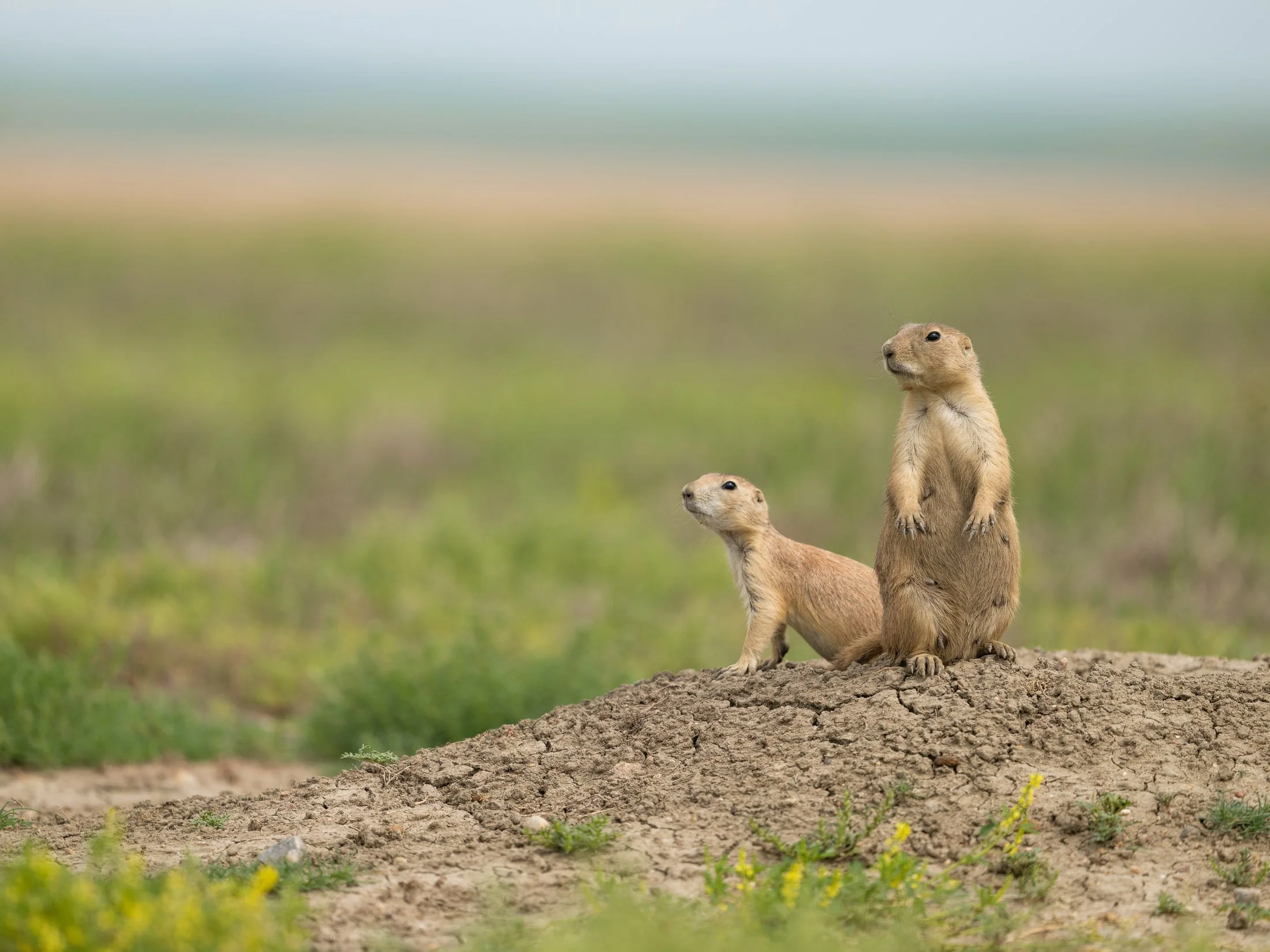 Maggie Parise - Mammals-88.jpg