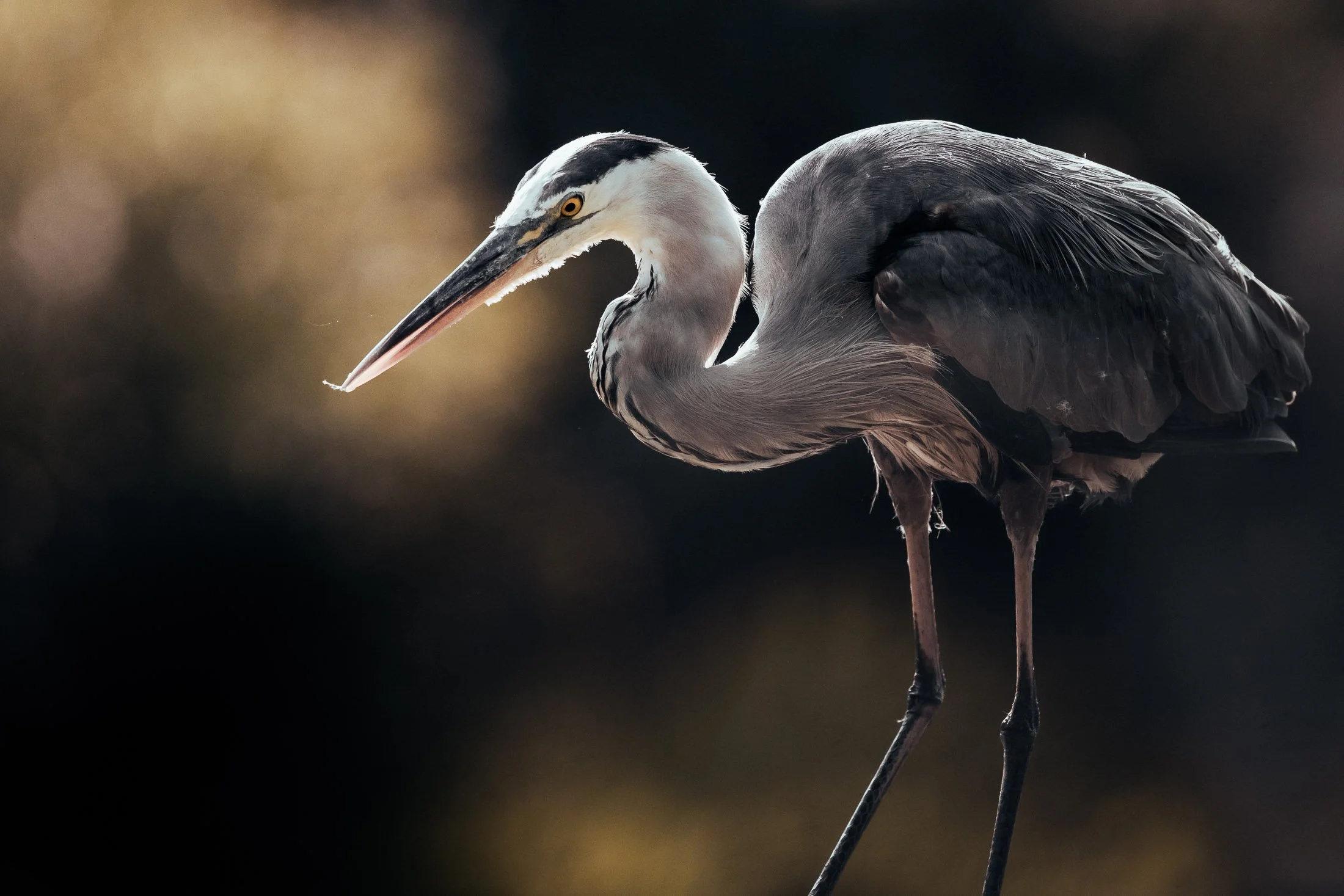 Maggie Parise - Birds-4.jpg