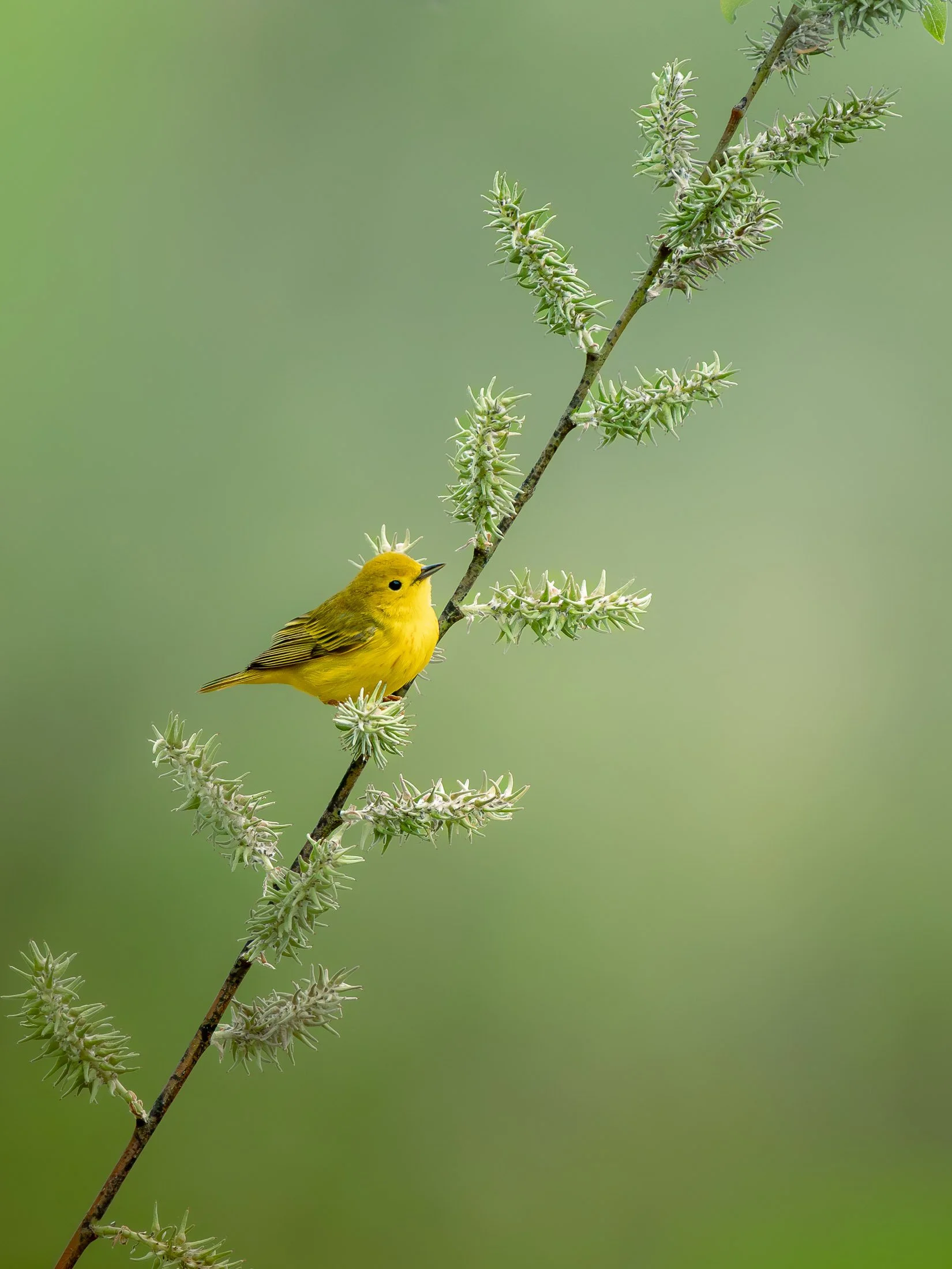 Maggie Parise - Birds-6.jpg