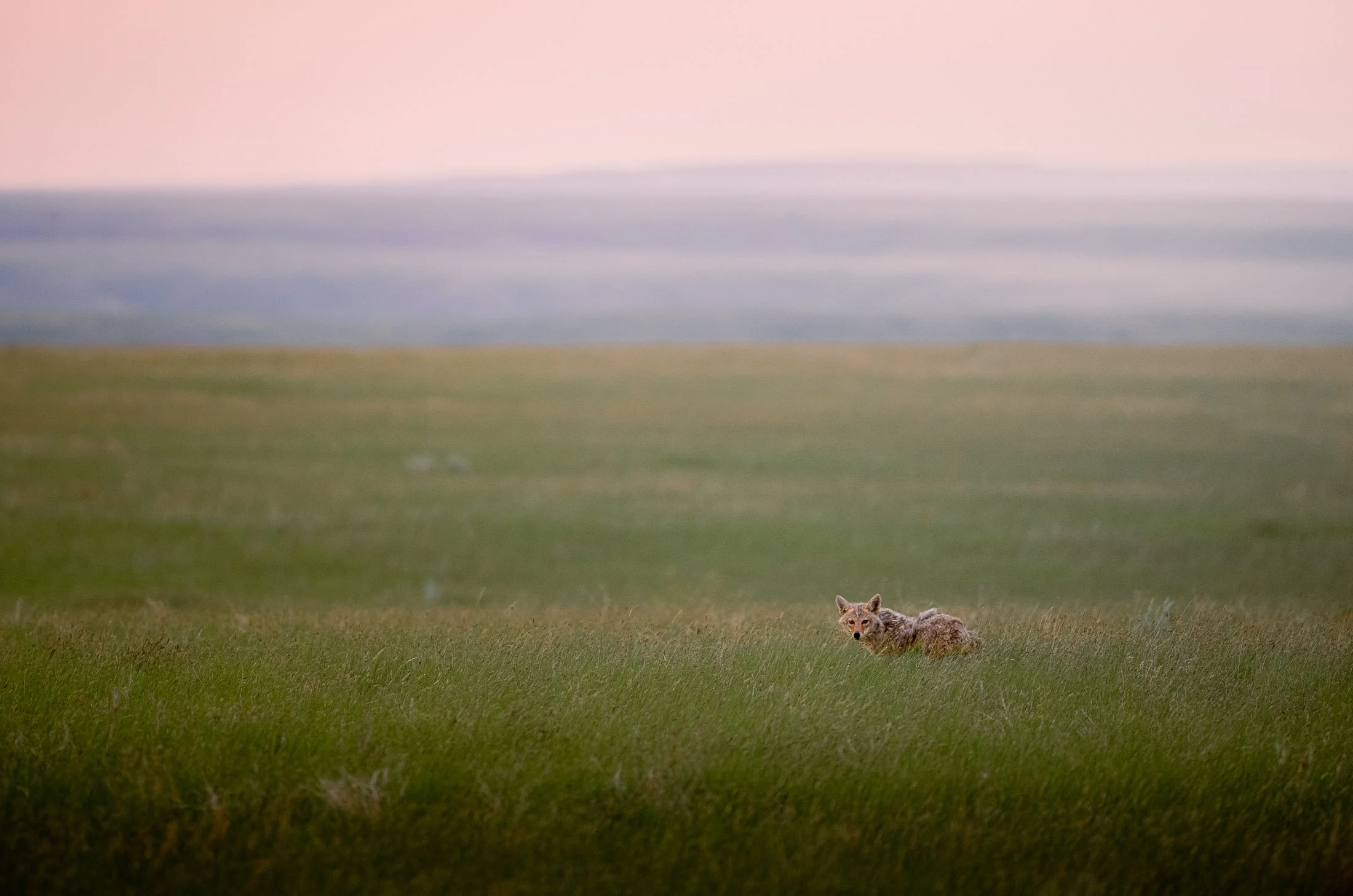Maggie Parise - Mammals-84.jpg