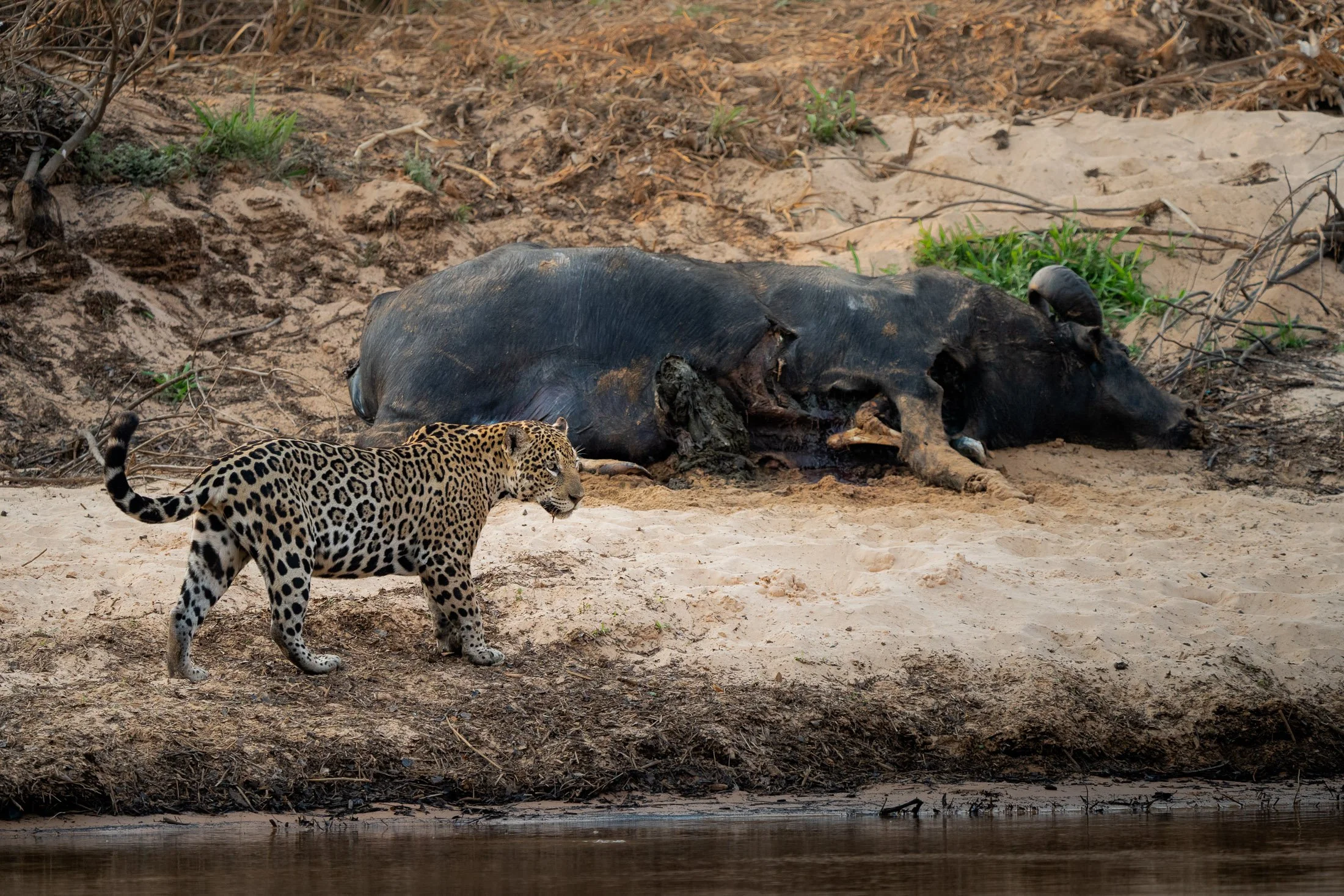 Maggie Parise - Pantanal-3.jpg