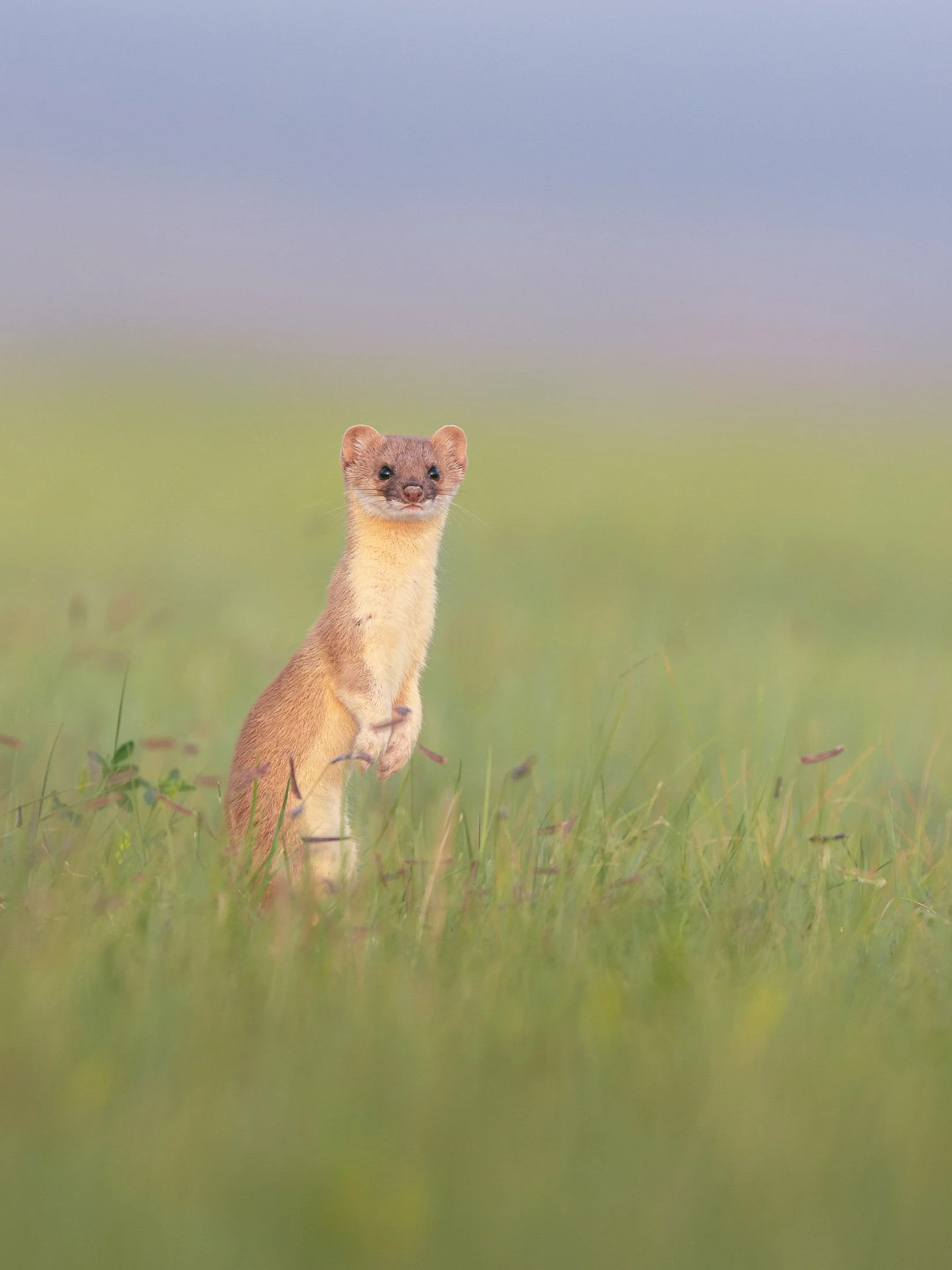 Maggie Parise - Mammals-90.jpg