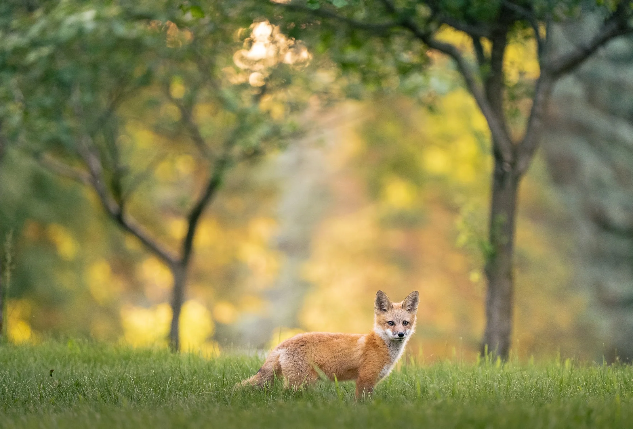 Maggie Parise - Mammals-74.jpg